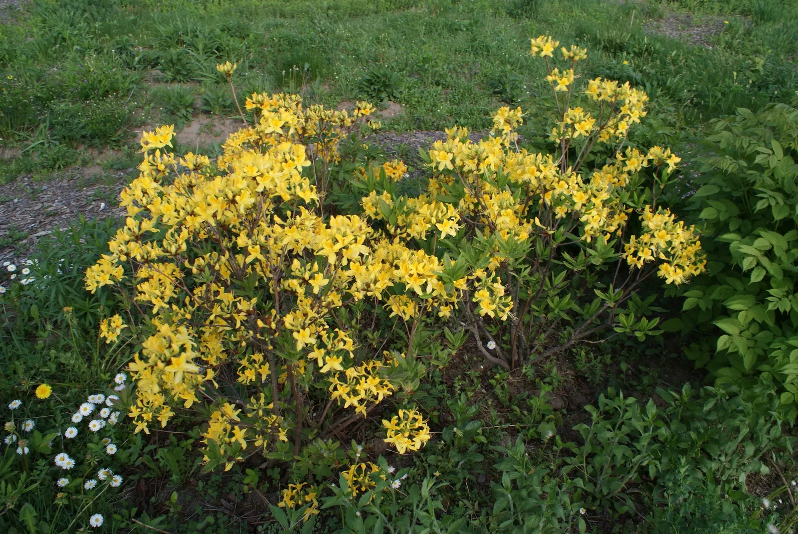 Pontic Azalea (Rhododendron Luteum) — scientifically known as Rhododendron luteum; it reaches 6-13 feet in height and spreads 6-8 feet