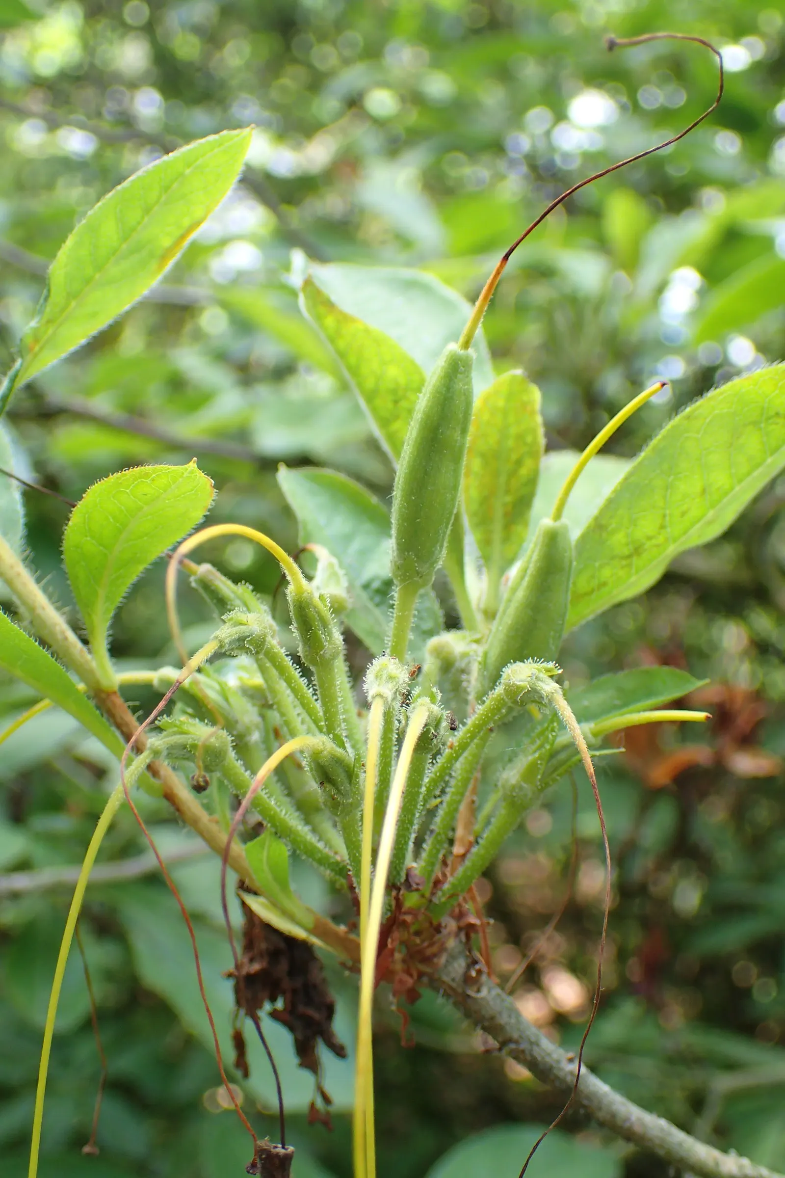 Pontic Azalea (Rhododendron Luteum) — each measuring approximately 1.5 to 2.5 inches across