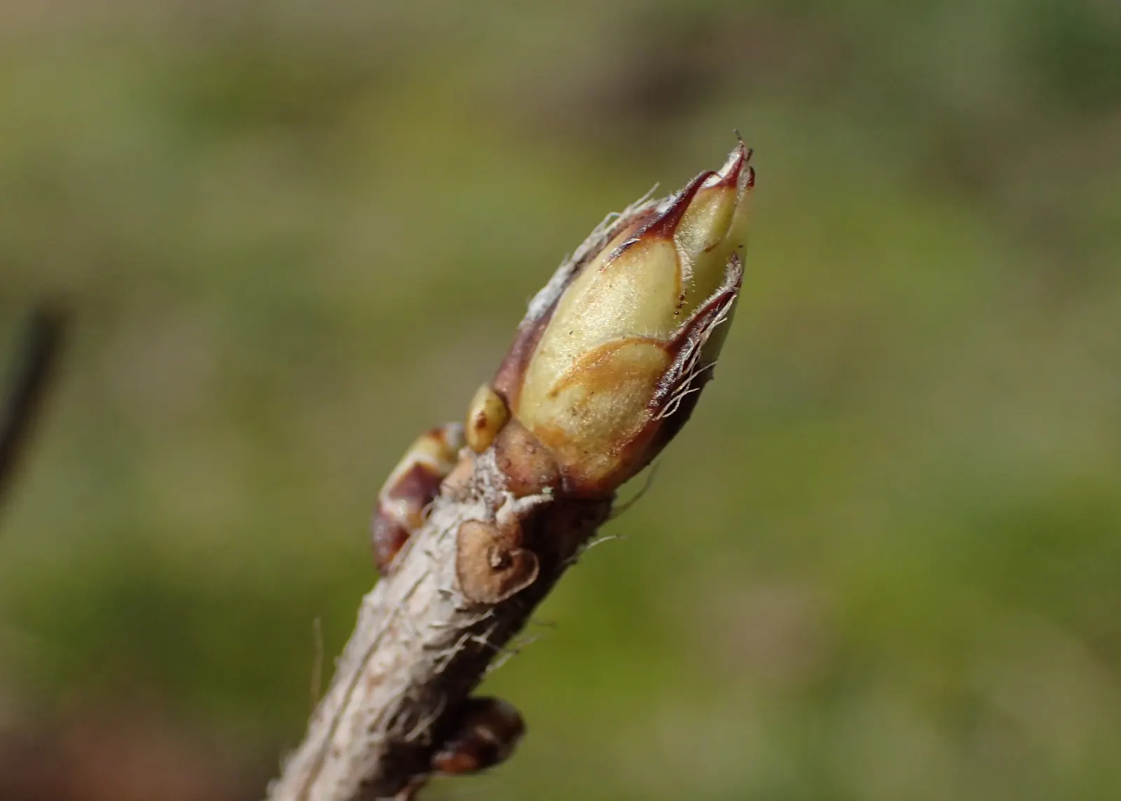 Pontic Azalea (Rhododendron Luteum) — flourishing addition to the garden