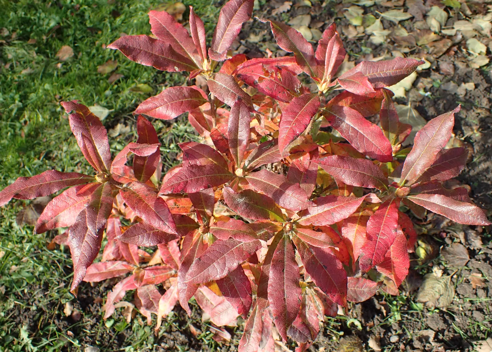 Pontic Azalea (Rhododendron Luteum) — prolonging the seasonal interest of the shrub.<br><br>For optimal growth; the leaves turn to attractive shades of yellow