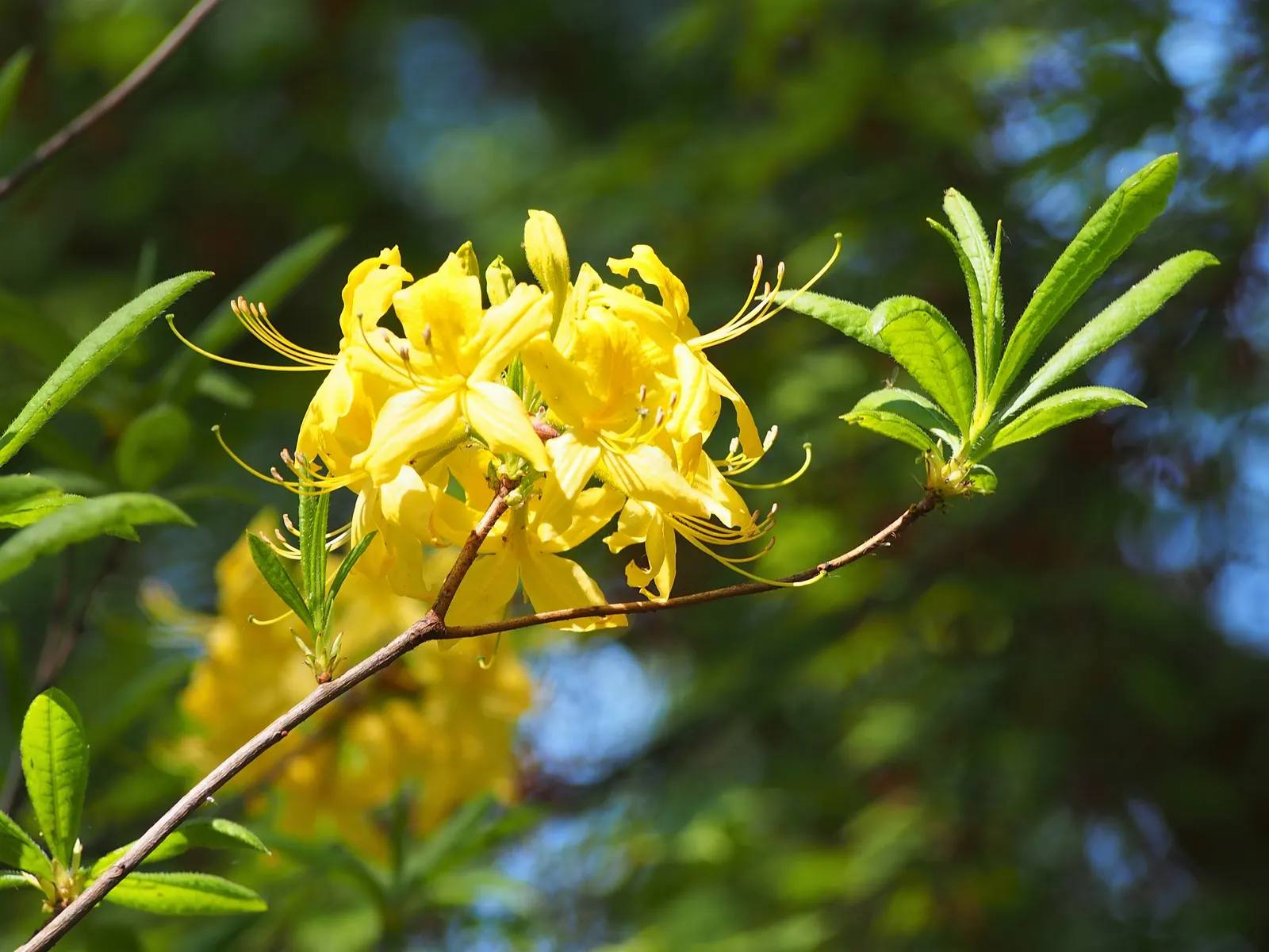 Pontic Azalea (Rhododendron Luteum) — Attracts pollinators, but note: leaves and nectar are toxic; the leaves turn to attractive shades of yellow, image 63