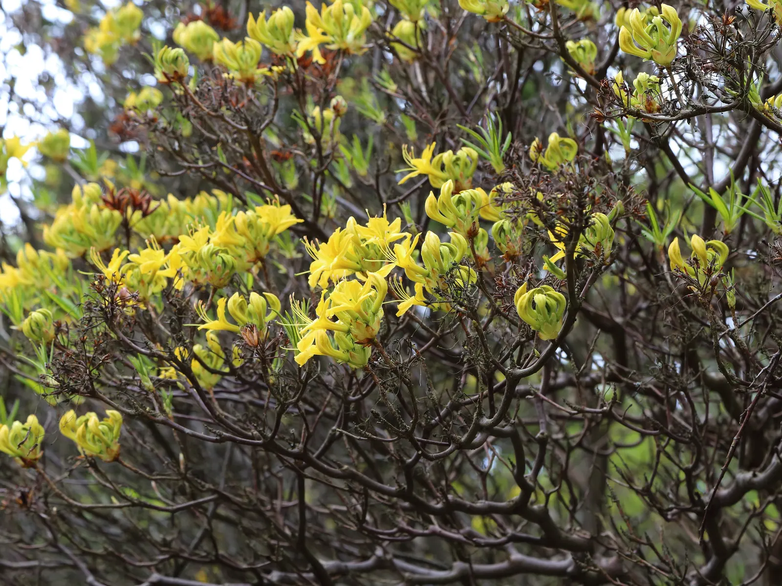 Pontic Azalea (Rhododendron Luteum) — showcasing dark green leaves that are oblong to elliptic in shape and about 2 to 5 inches long; it reaches 6-13 feet in