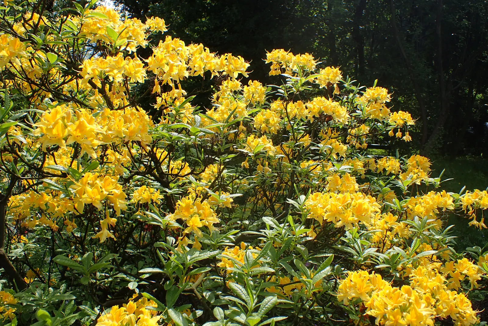 Pontic Azalea (Rhododendron Luteum) — Ideal for naturalistic settings, specimen planting, or in mass for dramatic effect; flourishing addition to the garden