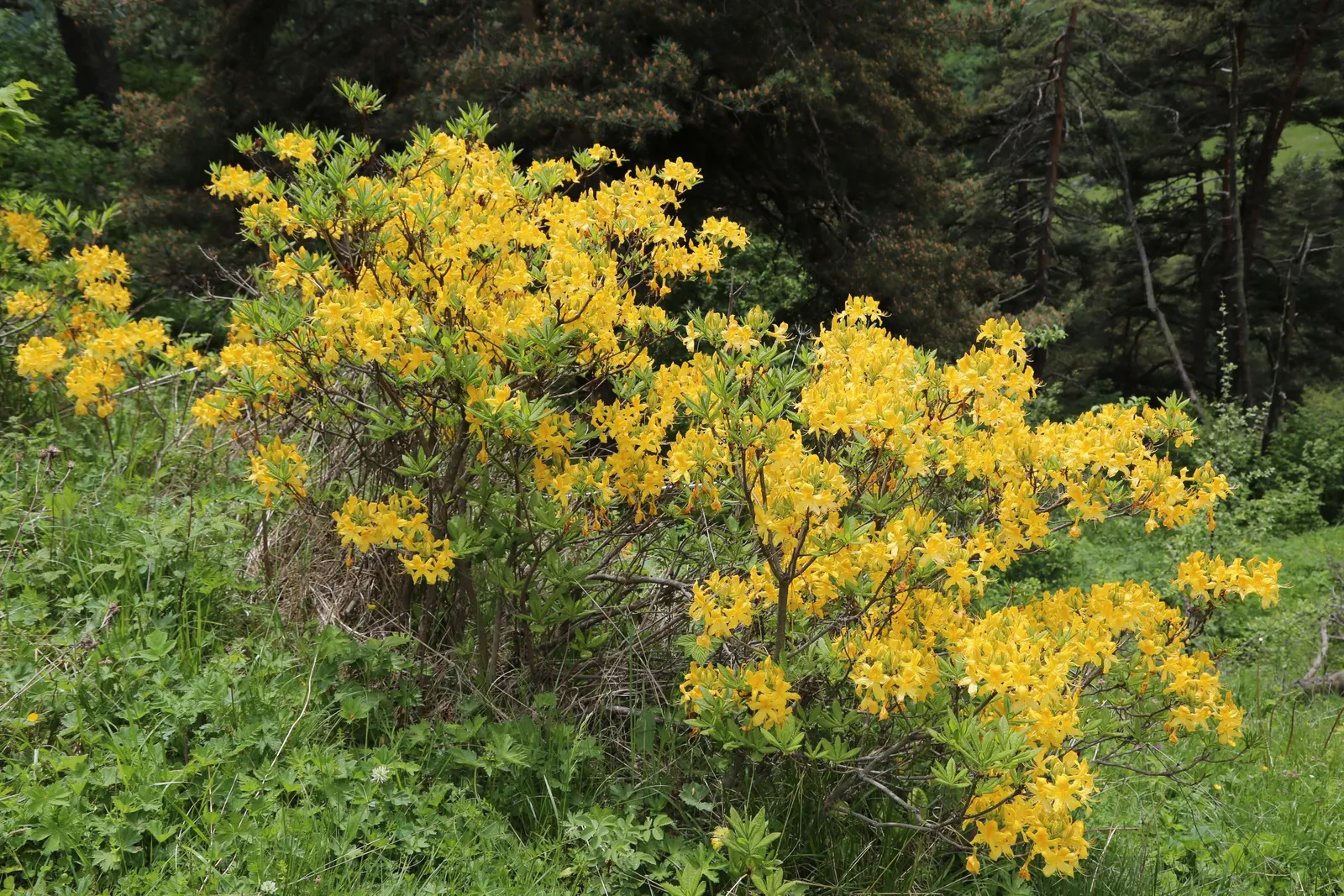 Pontic Azalea (Rhododendron Luteum) — shrub with yellow blooms; the leaves turn to attractive shades of yellow and orange