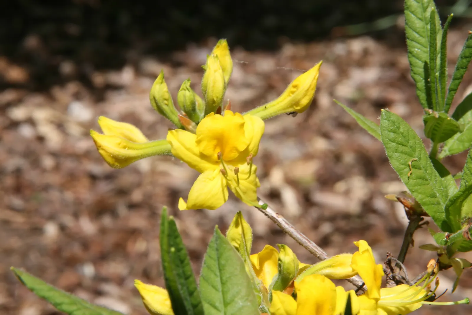 Pontic Azalea (Rhododendron Luteum) — Originating from the Black Sea region, it adds a unique and aromatic charm to any landscape design
