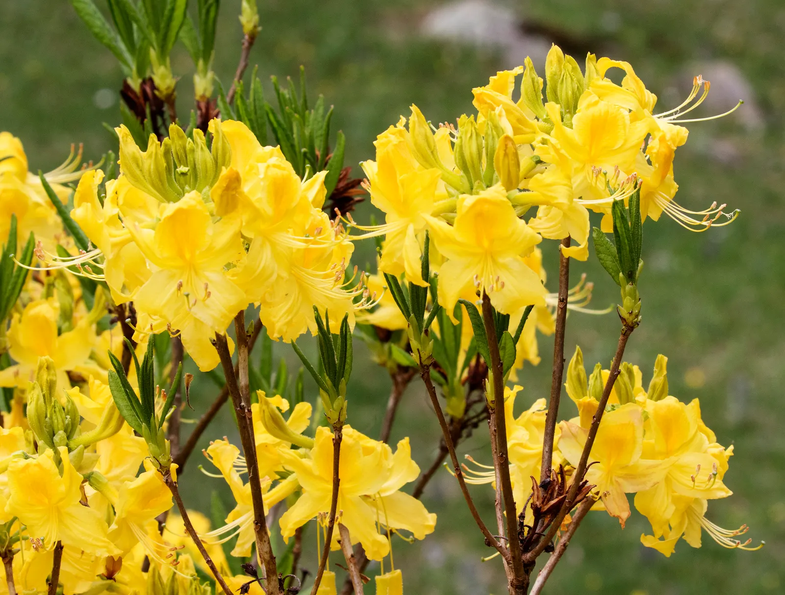 Pontic Azalea (Rhododendron Luteum) — Pontic Azalea (Rhododendron luteum) is a deciduous shrub; it reaches 6-13 feet in height and spreads 6-8 feet, image 57