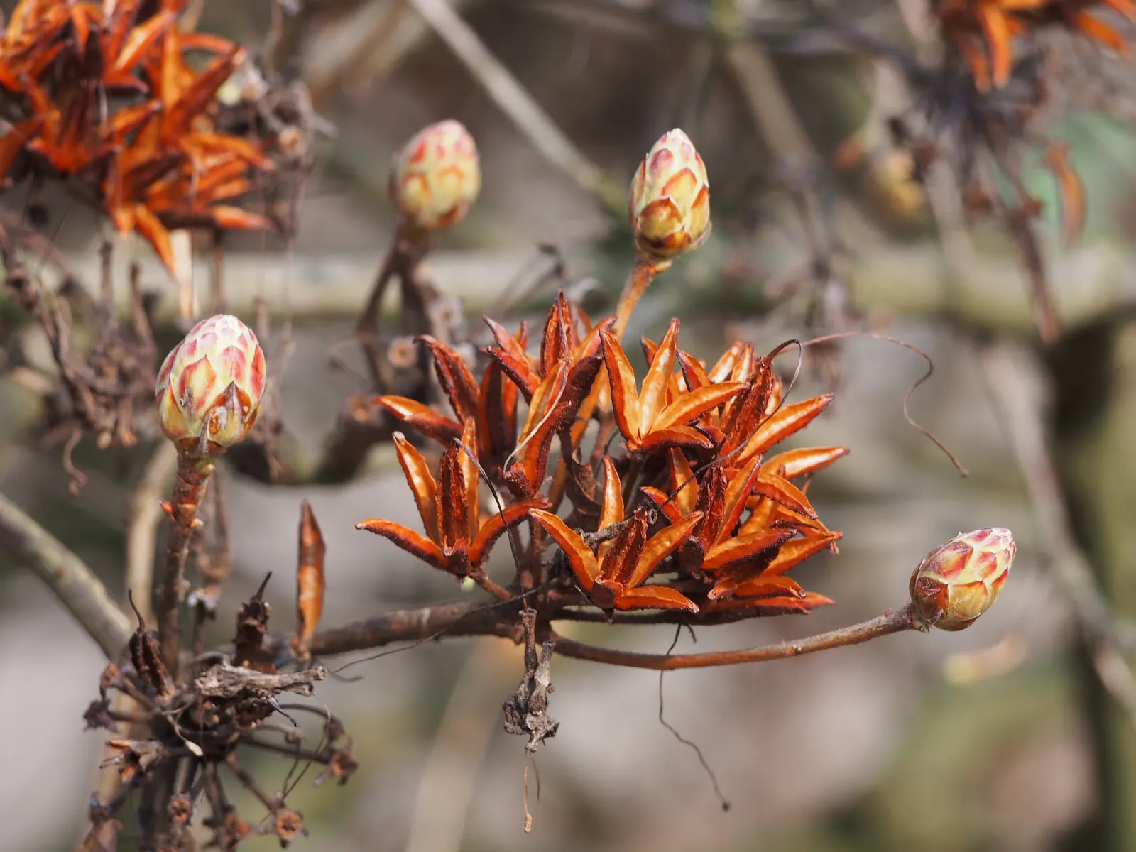 Pontic Azalea (Rhododendron Luteum) — making it an ideal choice for focal points or natural hedges in garden settings.<br><br>In spring