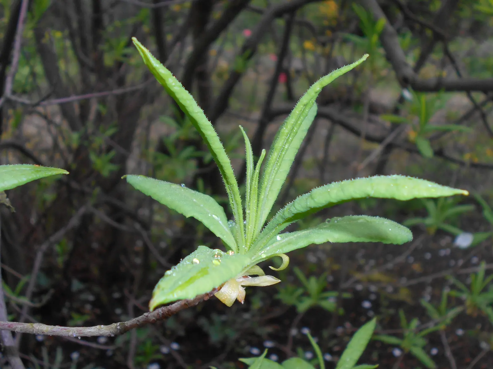 Pontic Azalea (Rhododendron Luteum) — highly fragrant flowers blooming in mid-spring; the leaves turn to attractive shades of yellow and orange