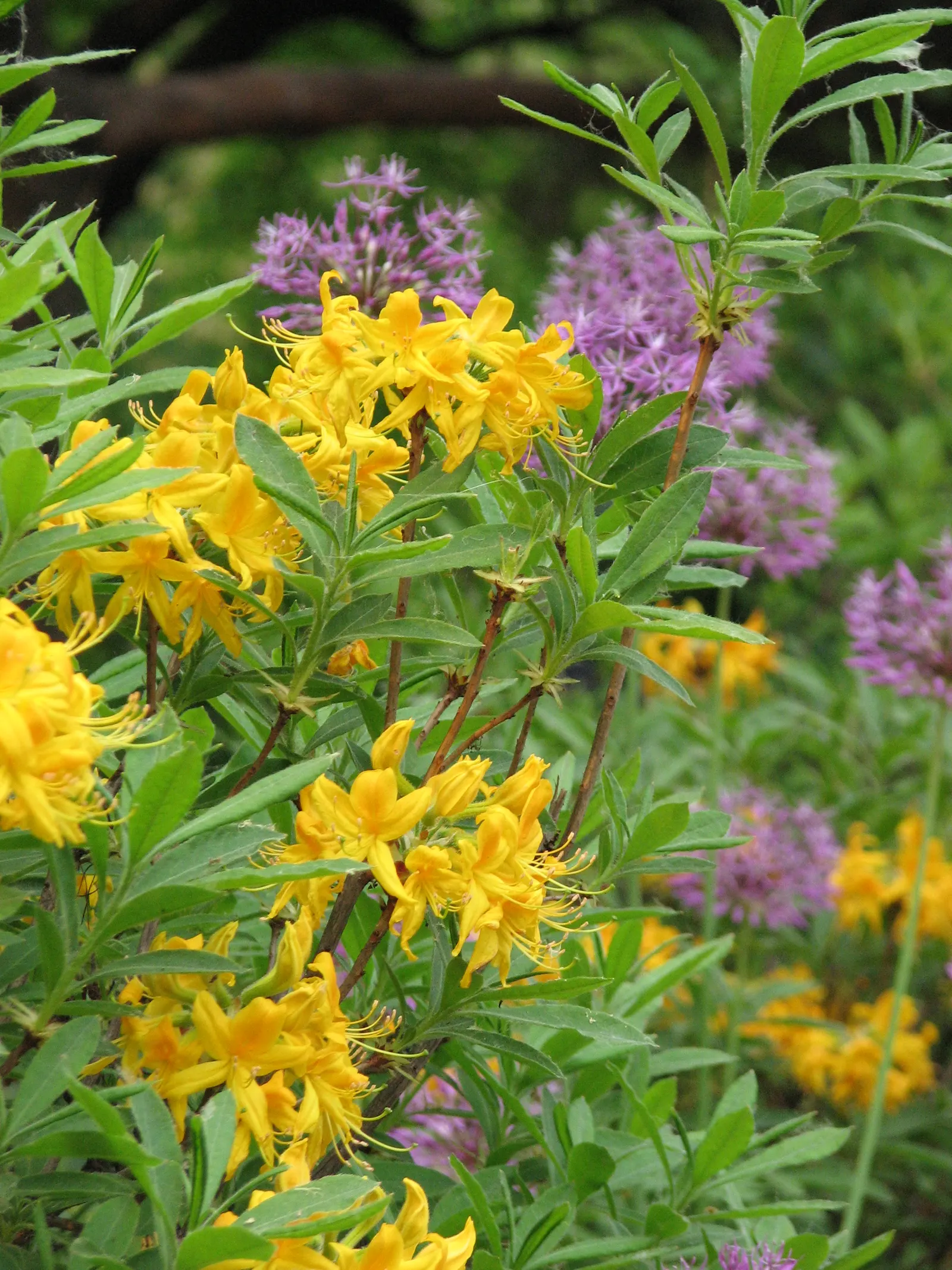 Pontic Azalea (Rhododendron Luteum) — flourishing addition to the garden; it reaches 6-13 feet in height and spreads 6-8 feet