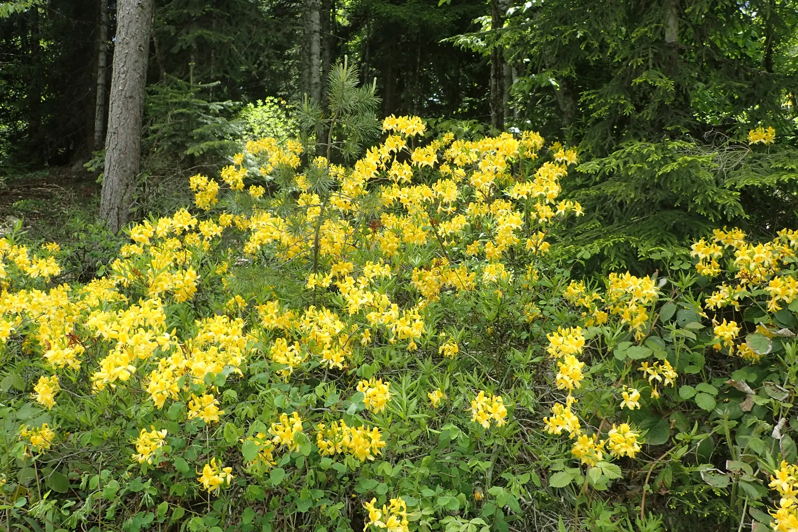 Pontic Azalea (Rhododendron Luteum) — the Pontic Azalea comes alive with an abundance of golden-yellow flowers