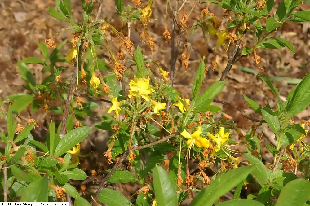 Pontic Azalea (Rhododendron Luteum) — the Pontic Azalea comes alive with an abundance of golden-yellow flowers; originating from the Black Sea region, it adds