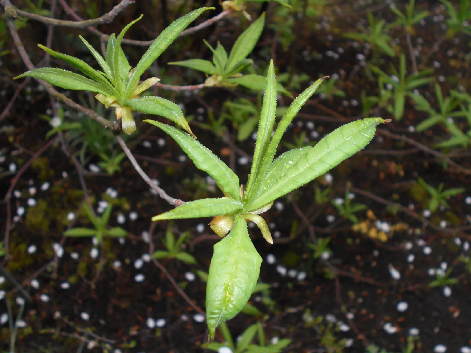 Pontic Azalea (Rhododendron Luteum) — Pontic Azalea (Rhododendron luteum) is a deciduous shrub