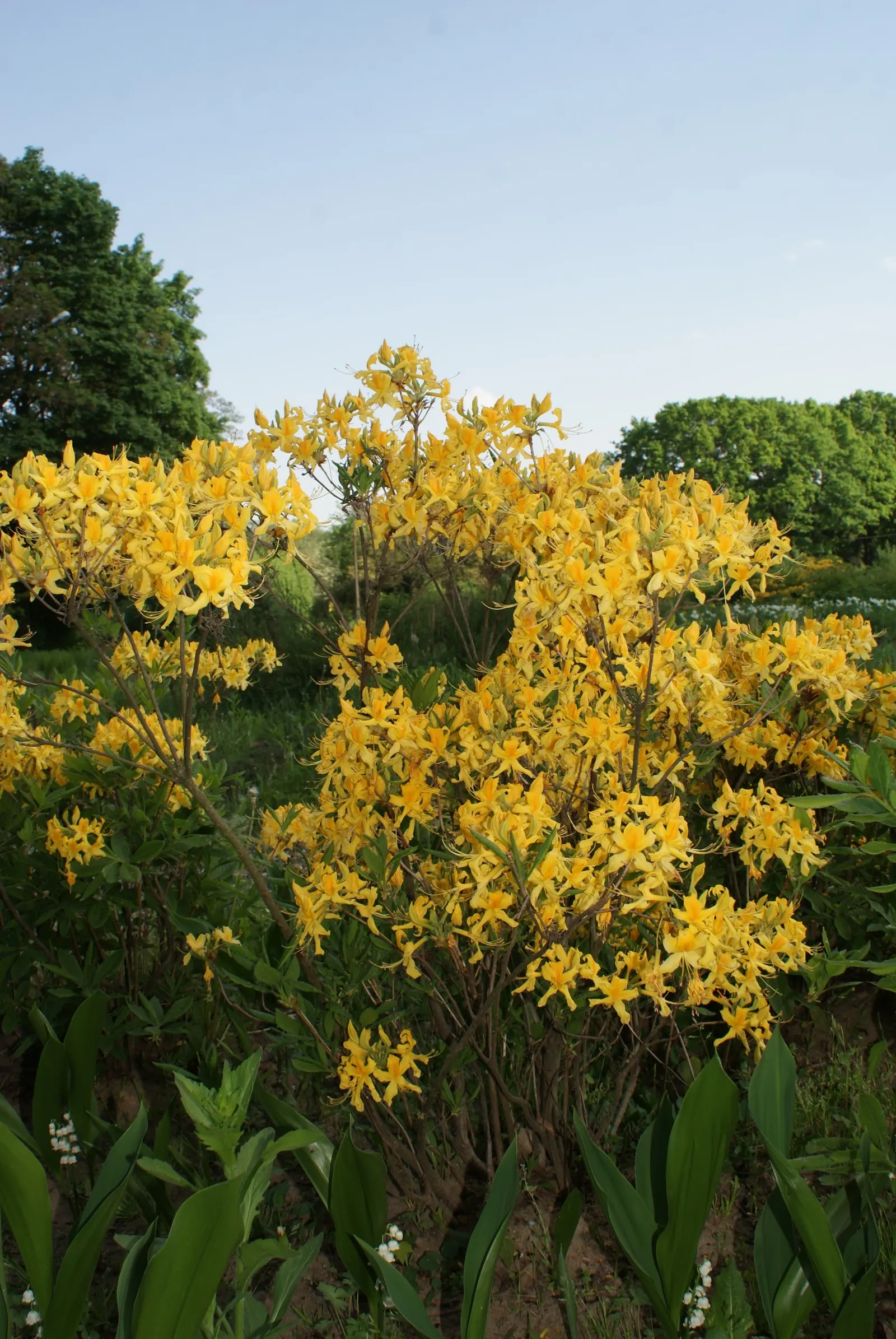 Pontic Azalea (Rhododendron Luteum) — This species typically reaches a height of 8 to 10 feet with a similar spread; flourishing addition to the garden