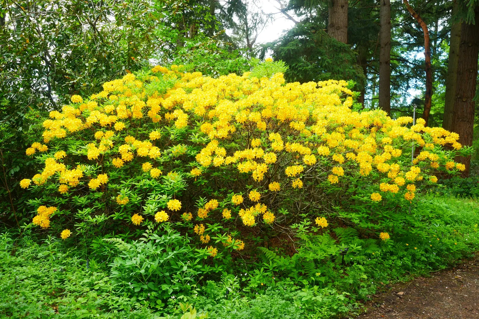 Pontic Azalea (Rhododendron Luteum) — notable for its vibrant yellow; originating from the Black Sea region, it adds a unique and aromatic charm to, image 58