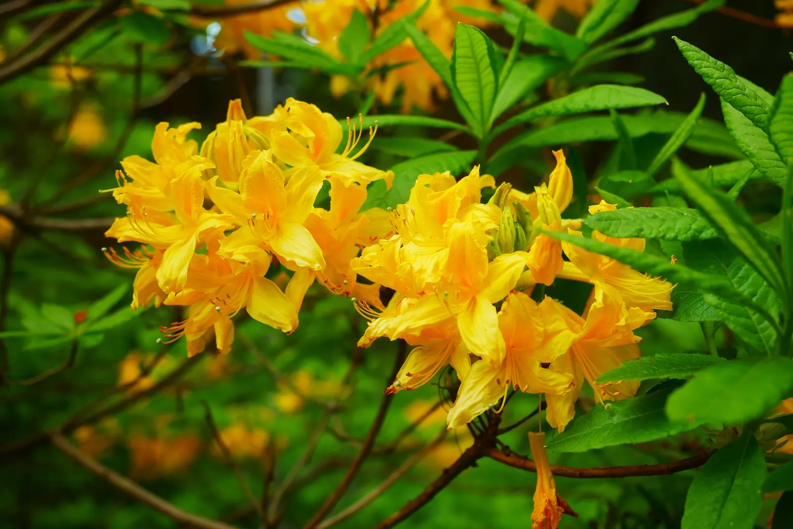 Pontic Azalea (Rhododendron Luteum) — Ideal for naturalistic settings, specimen planting, or in mass for dramatic effect