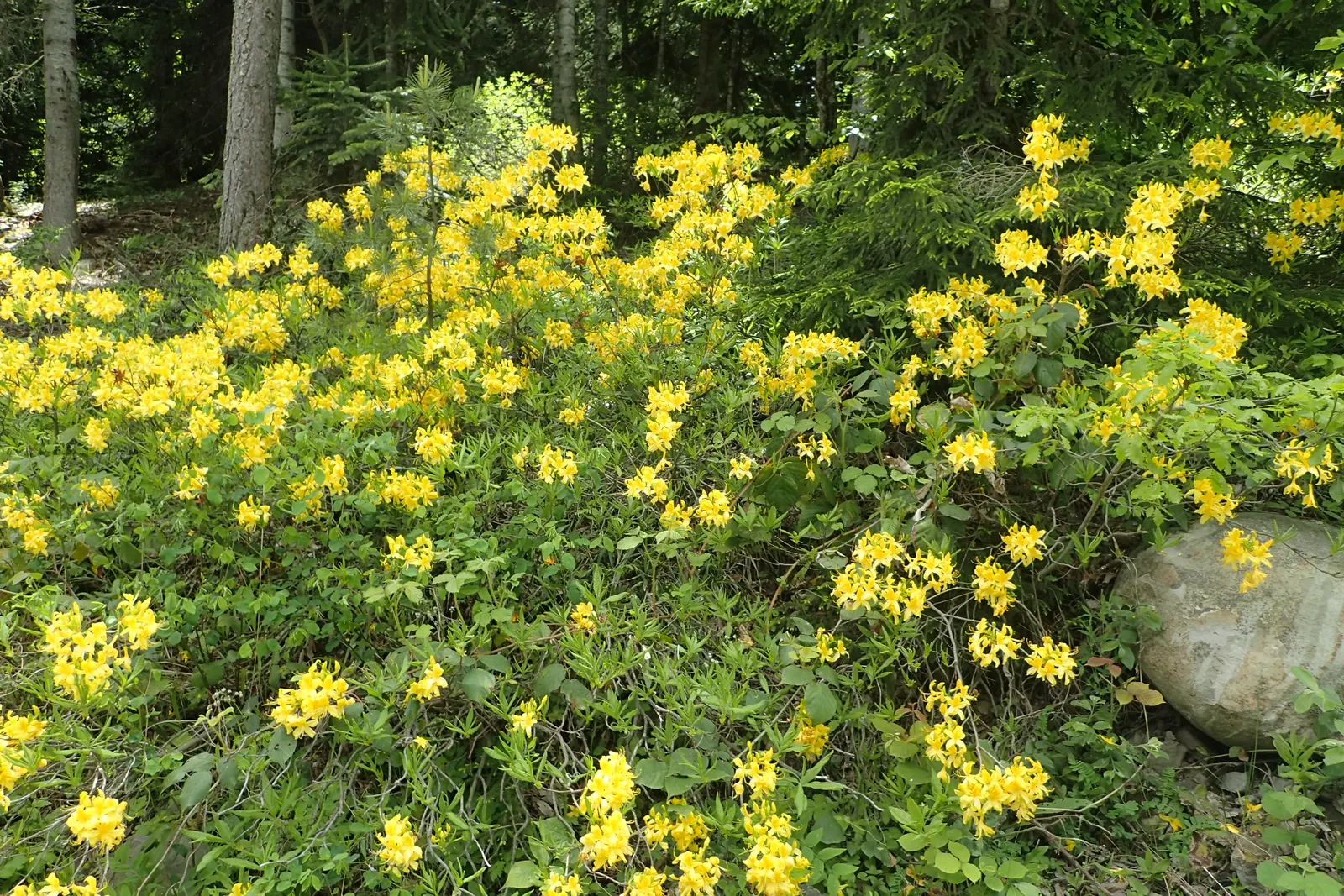 Pontic Azalea (Rhododendron Luteum) — Ideal for naturalistic settings, specimen planting, or in mass for dramatic effect; flourishing addition to, image 64