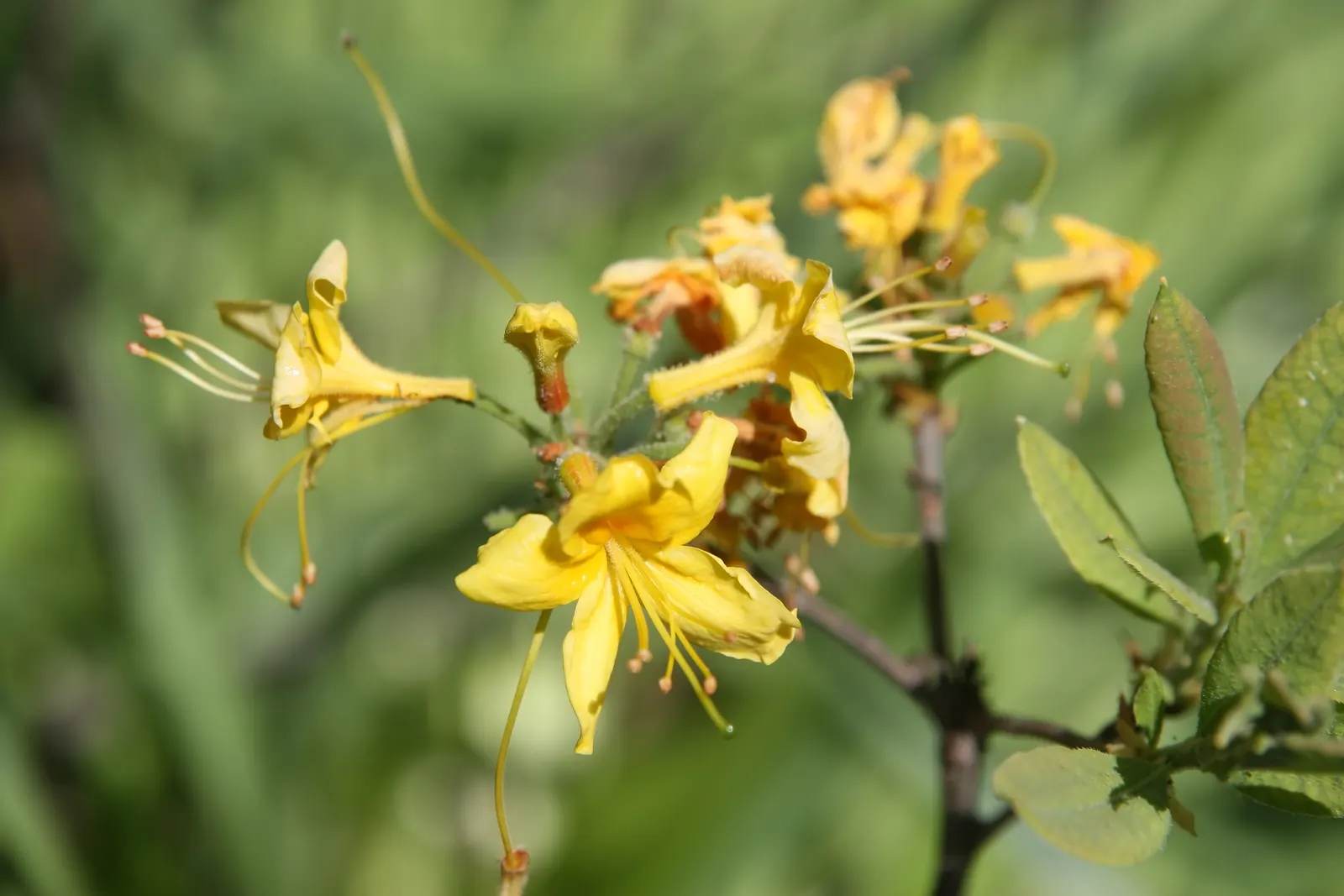 Pontic Azalea (Rhododendron Luteum) — Adds striking color and aroma to woodland gardens