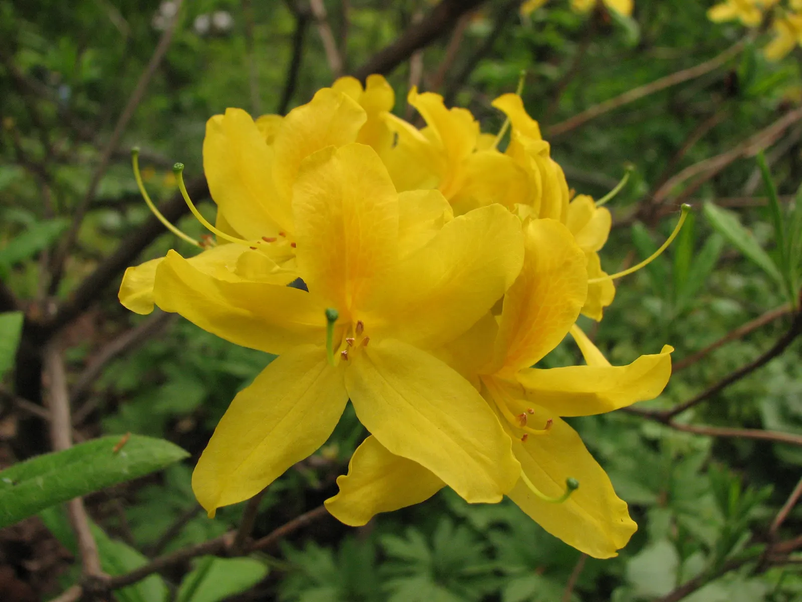 Pontic Azalea (Rhododendron Luteum) — the Pontic Azalea requires well-drained
