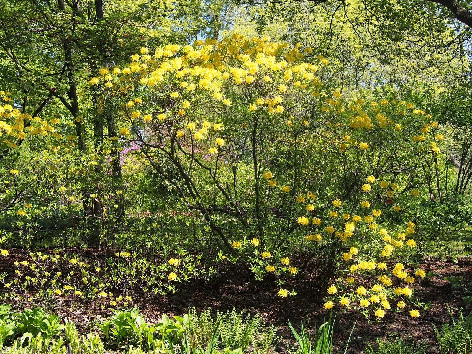 Pontic Azalea (Rhododendron Luteum) — each measuring approximately 1.5 to 2.5 inches across; the leaves turn to attractive shades of yellow and orange