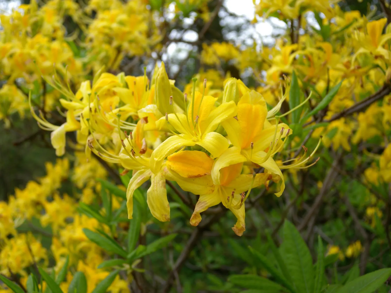 Pontic Azalea (Rhododendron Luteum) — notable for its vibrant yellow; originating from the Black Sea region, it adds a unique and aromatic charm to any