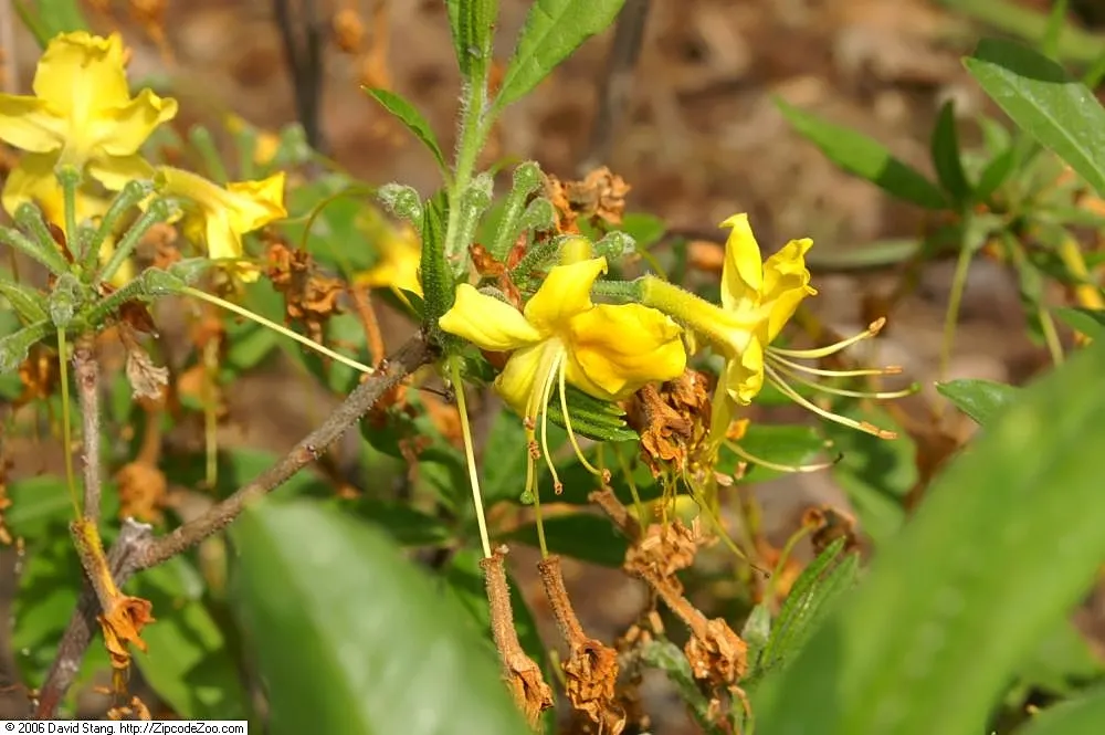 Pontic Azalea (Rhododendron Luteum) — highly fragrant flowers blooming in mid-spring; the leaves turn to attractive shades of yellow and orange, image 59
