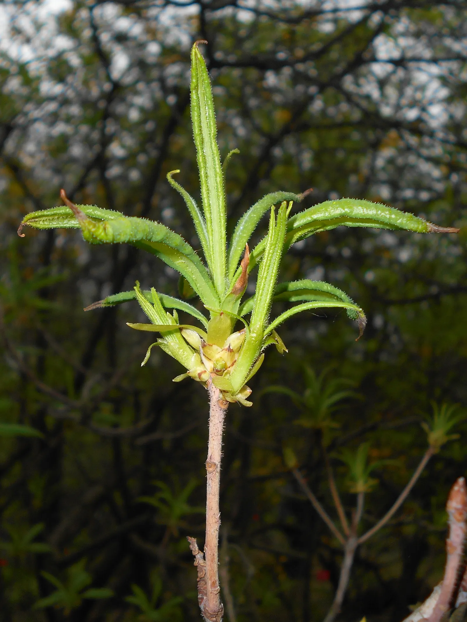 Pontic Azalea (Rhododendron Luteum) — It thrives in partial shade but can tolerate full sun in cooler climates