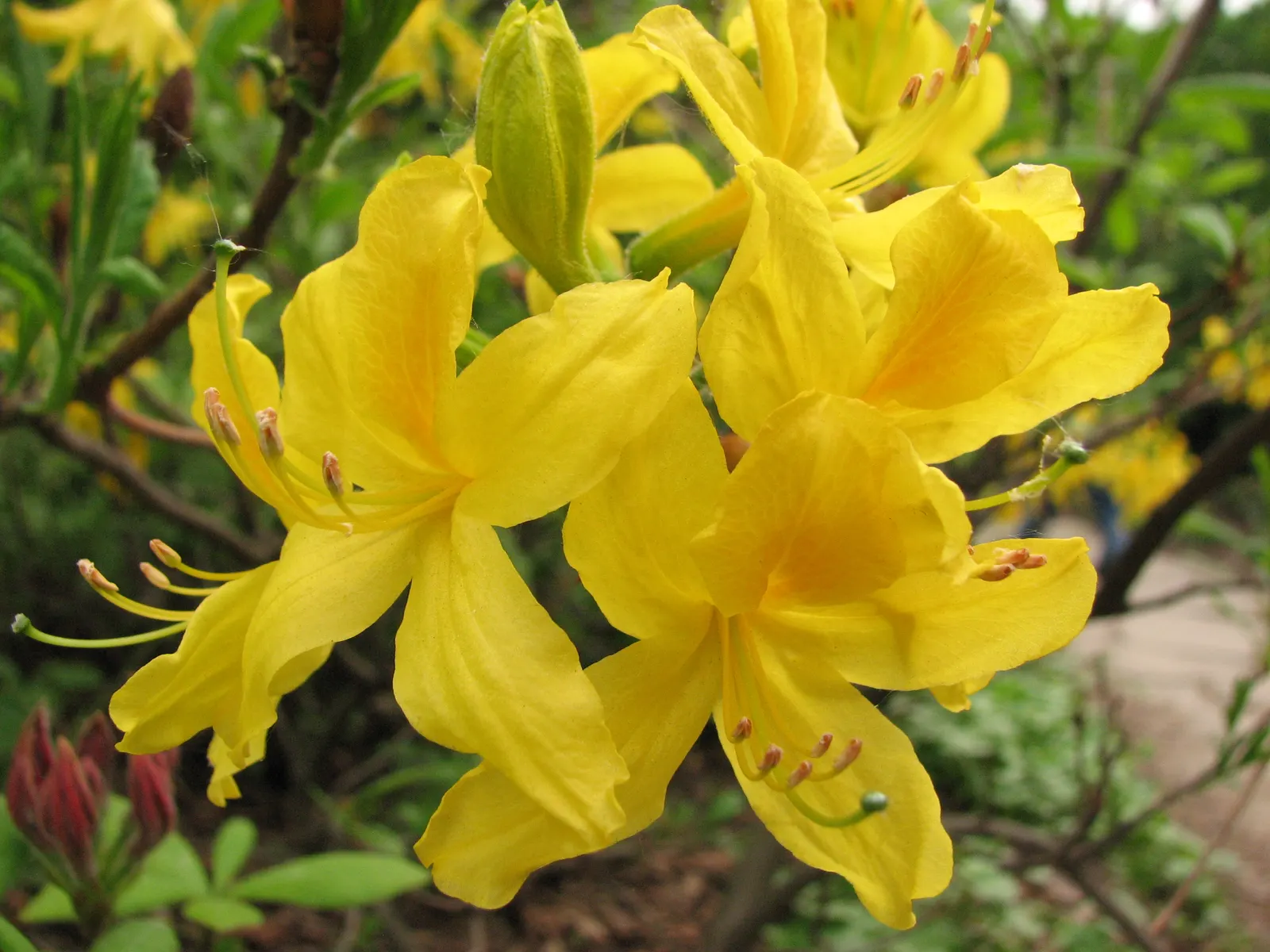 Pontic Azalea (Rhododendron Luteum) — It reaches 6-13 feet in height and spreads 6-8 feet; flourishing addition to the garden