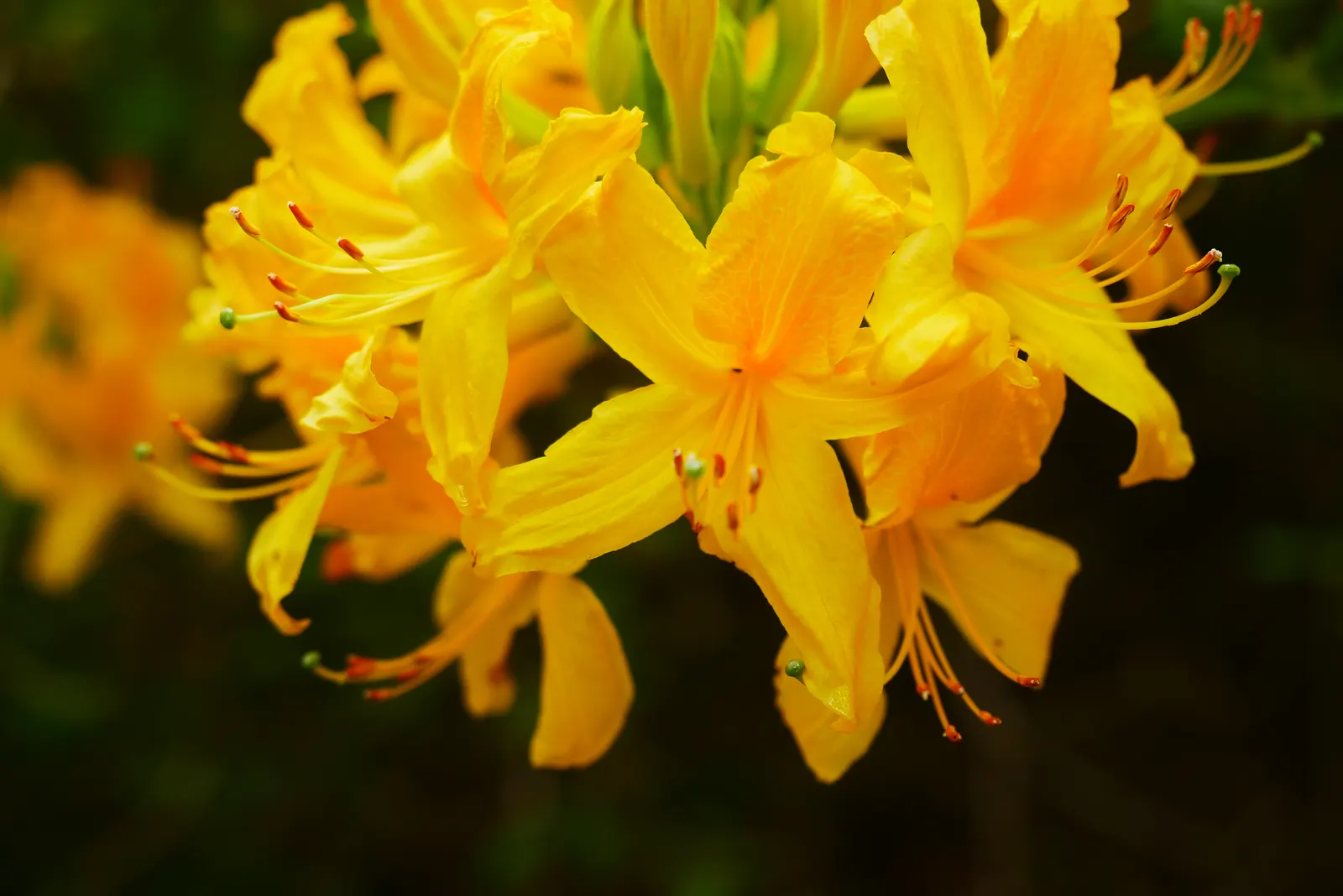 Pontic Azalea (Rhododendron Luteum) — When planning your landscape; flourishing addition to the garden