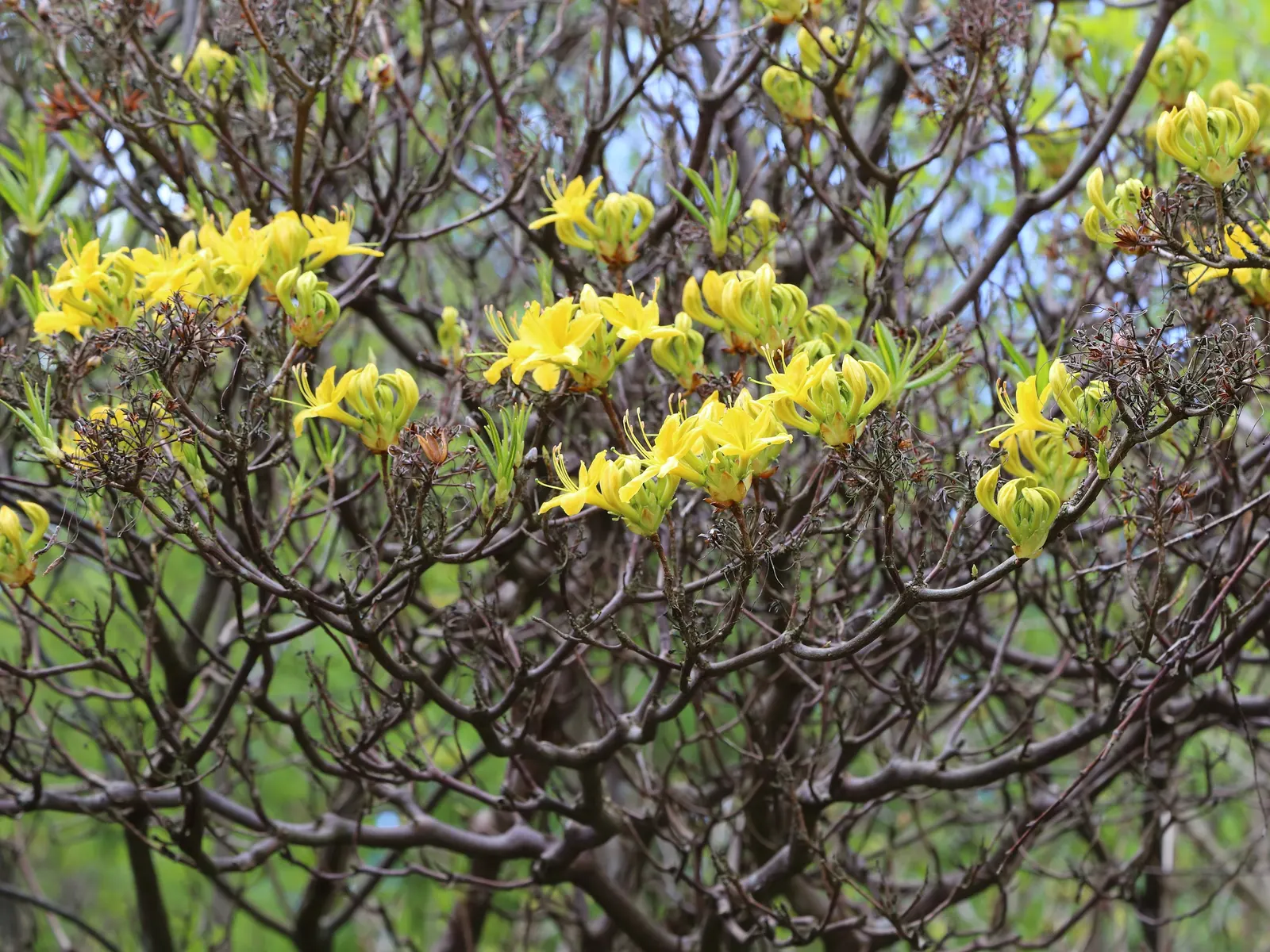 Pontic Azalea (Rhododendron Luteum) — the leaves turn to attractive shades of yellow and orange; originating from the Black Sea region, it adds a unique and