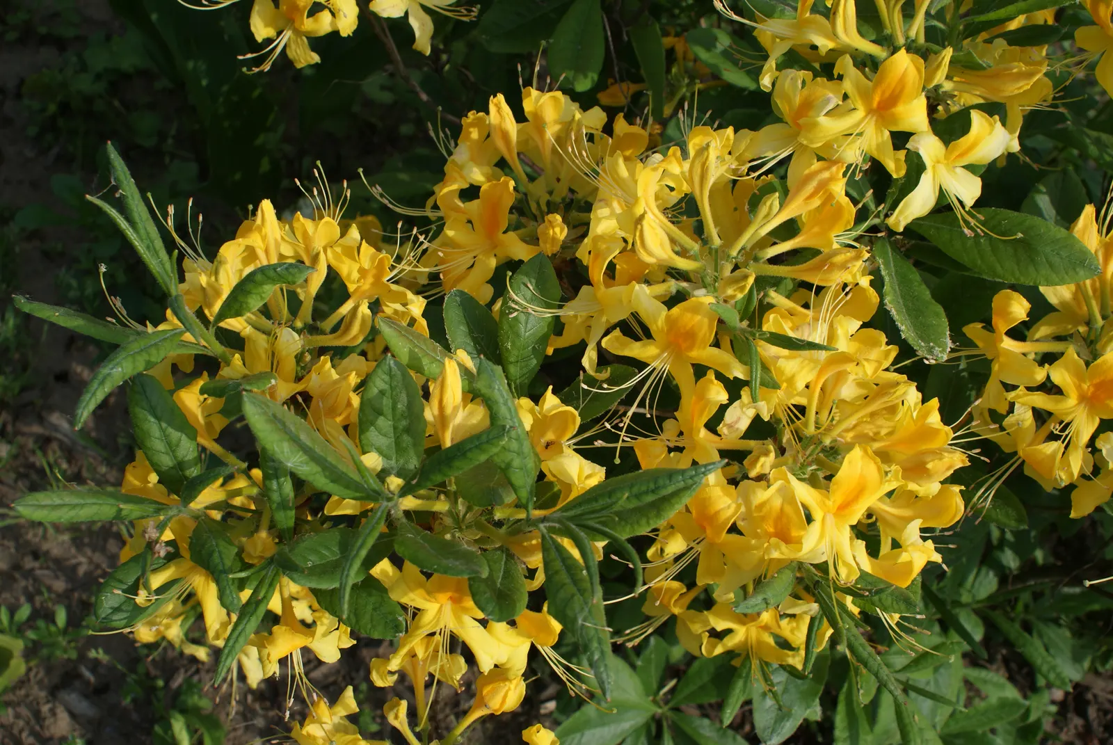 Pontic Azalea (Rhododendron Luteum) — as long as the roots are kept cool and moist; the leaves turn to attractive shades of yellow and orange