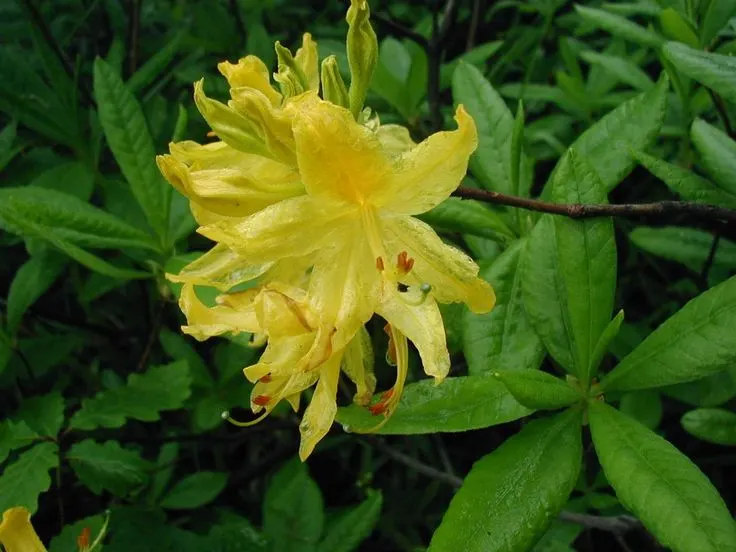 Pontic Azalea (Rhododendron Luteum) — shrub for half or shade
