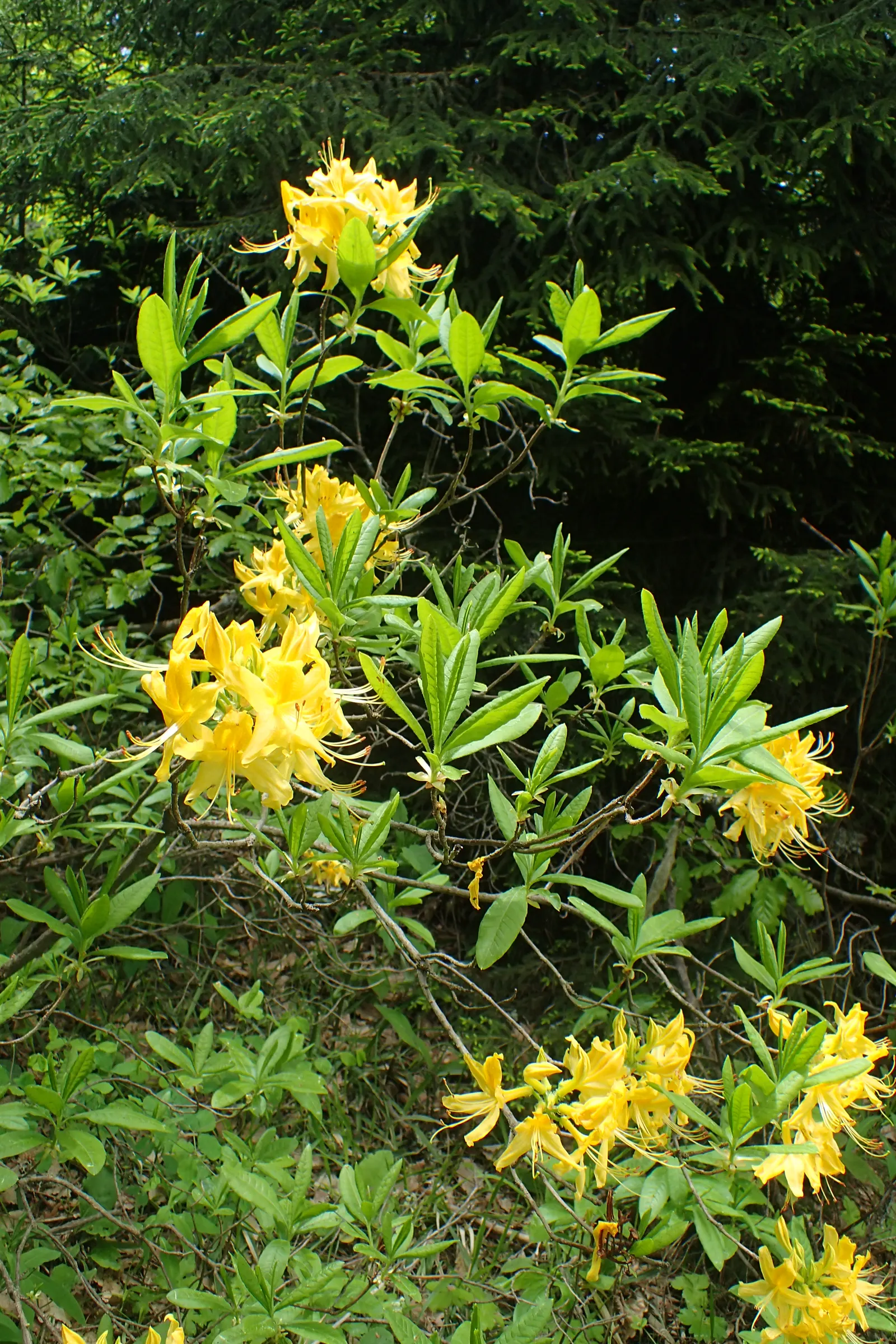 Pontic Azalea (Rhododendron Luteum) — scientifically known as Rhododendron luteum