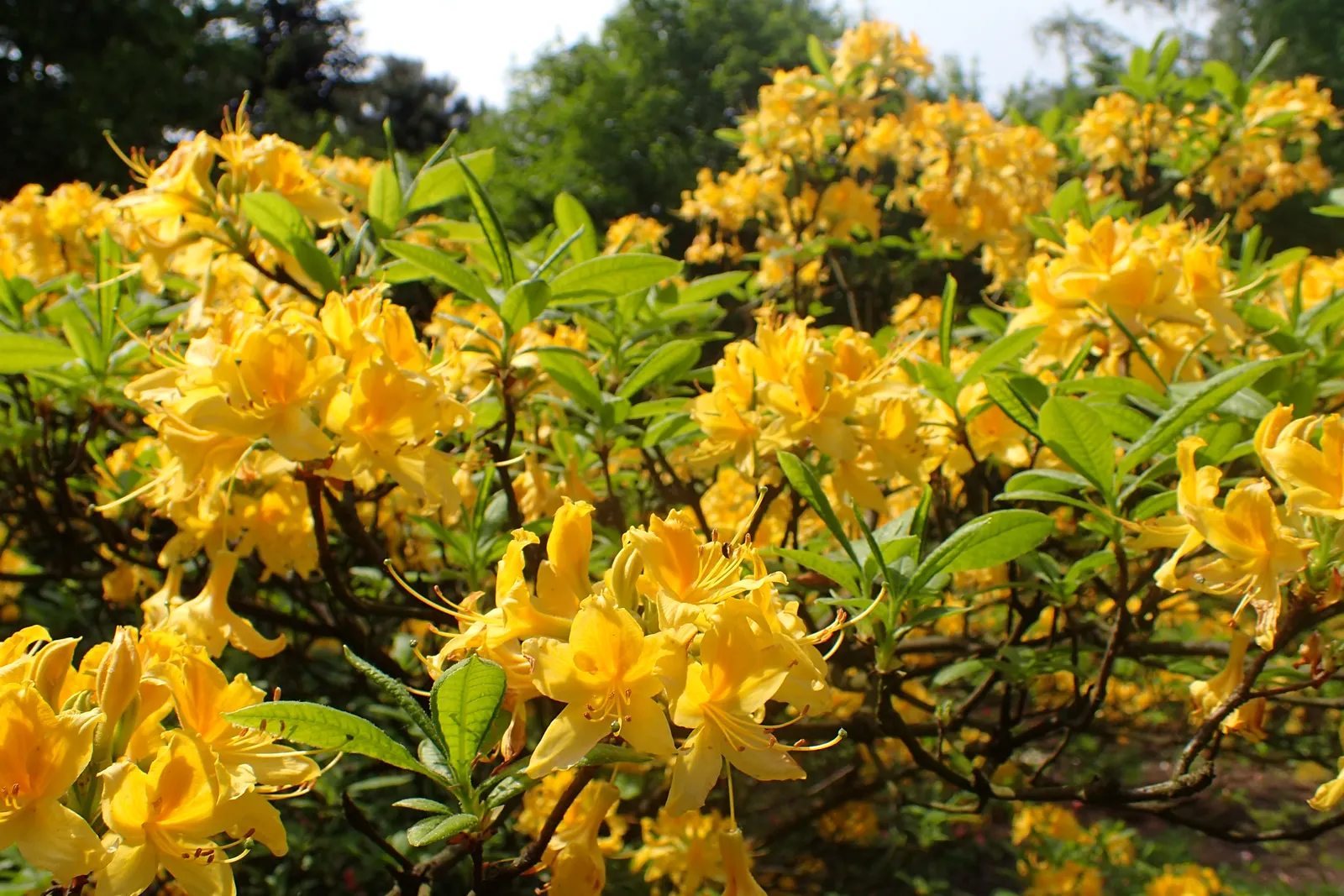 Pontic Azalea (Rhododendron Luteum) — is a deciduous shrub renowned for both its vibrant blooms and captivating fragrance; originating from the, image 66