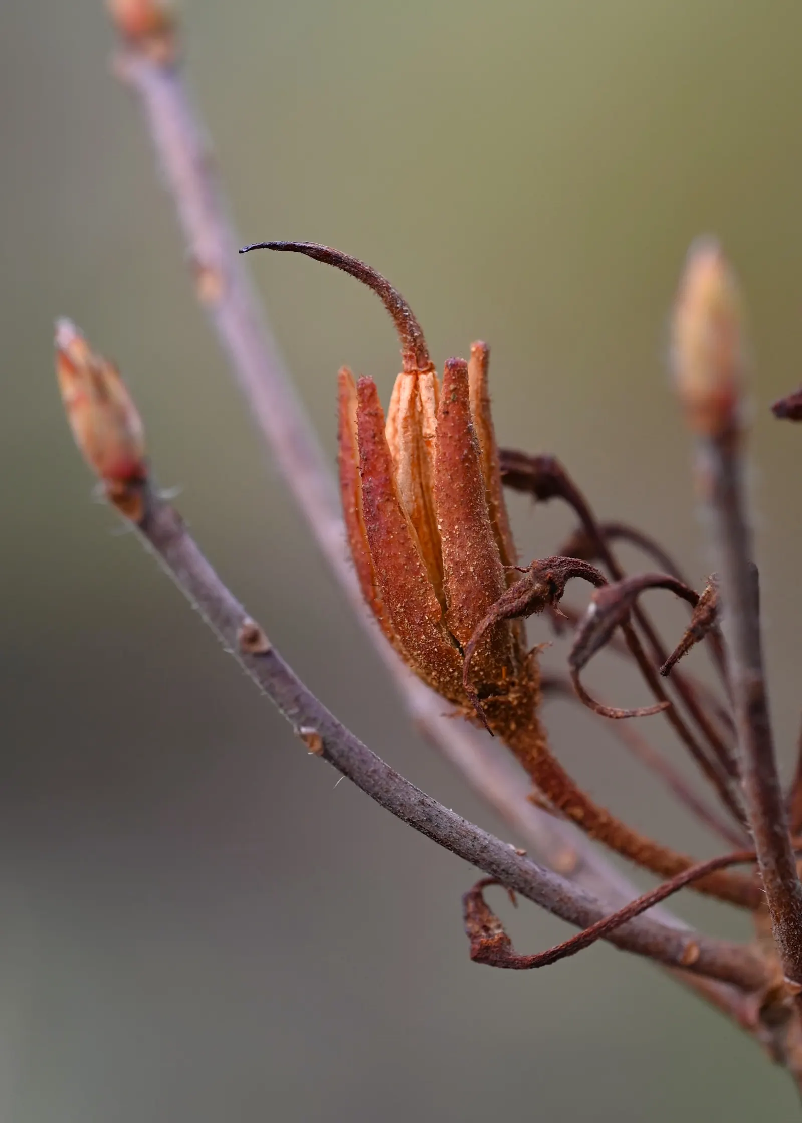 Pontic Azalea (Rhododendron Luteum) — Thrives in acidic, well-drained soil and partial shade; it reaches 6-13 feet in height and spreads 6-8 feet