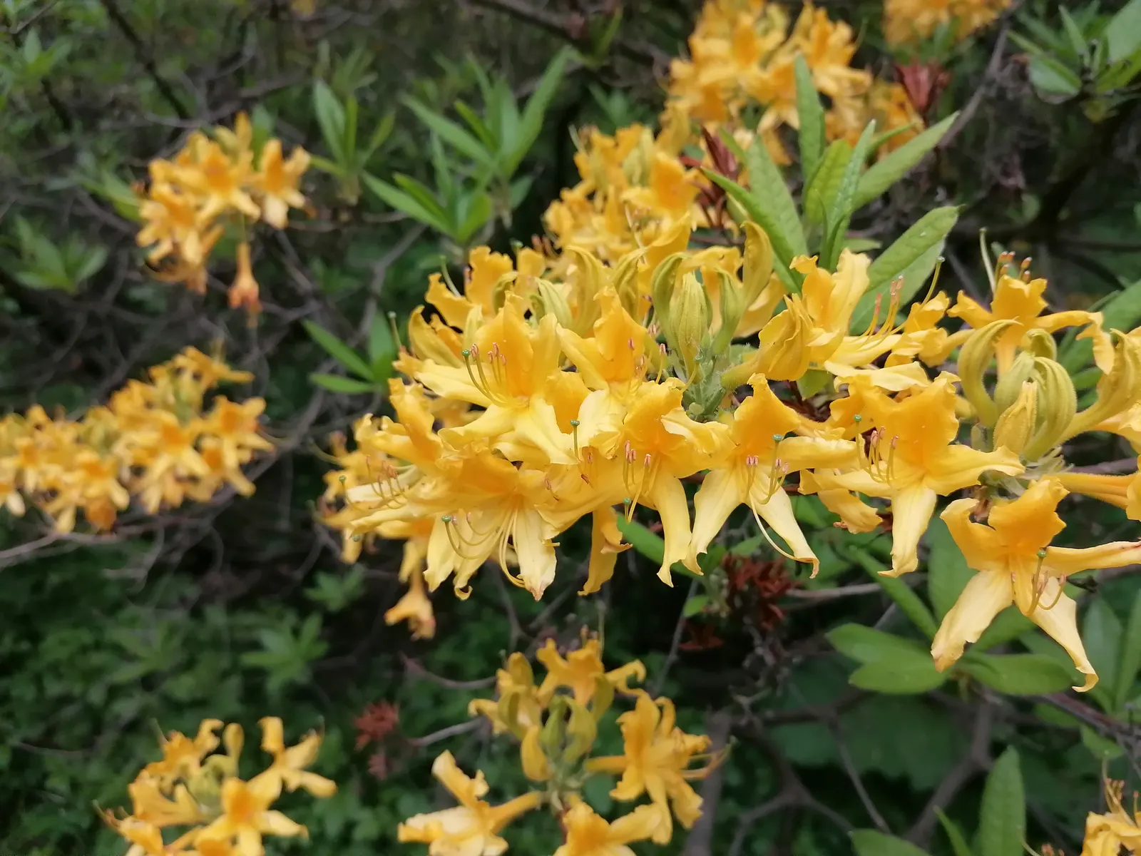 Pontic Azalea (Rhododendron Luteum) — Adds striking color and aroma to woodland gardens; originating from the Black Sea region, it adds a unique, image 62