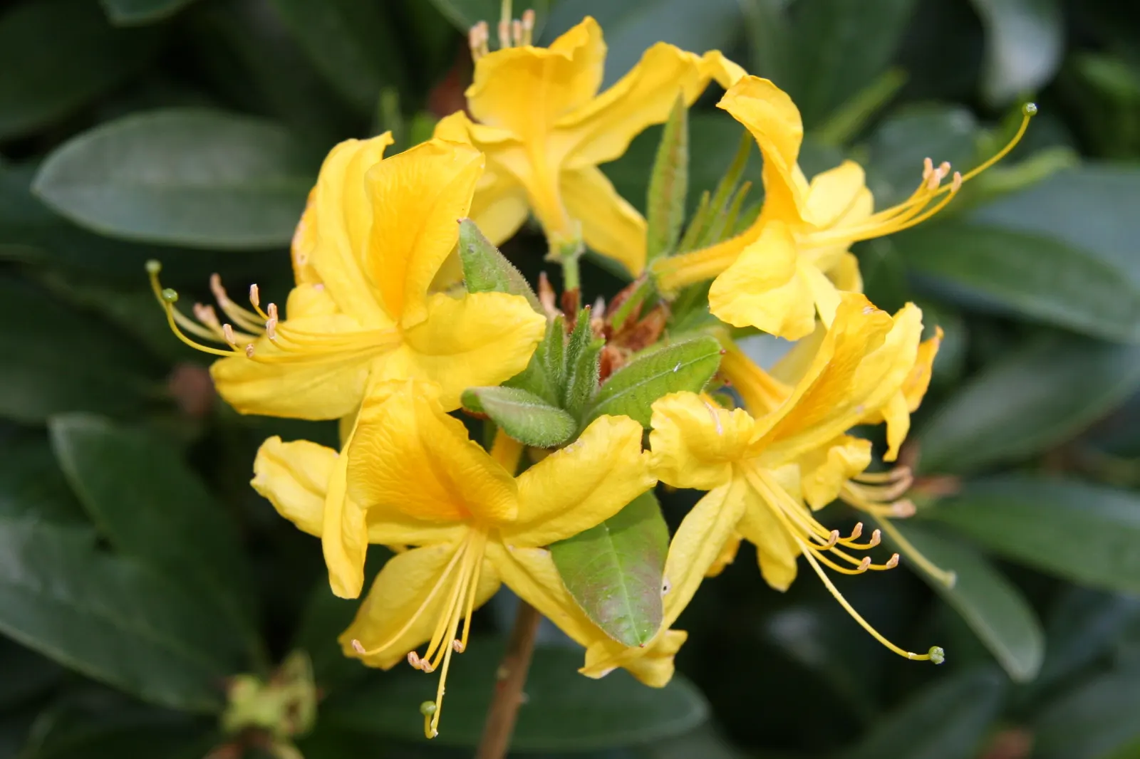 Pontic Azalea (Rhododendron Luteum) — is a deciduous shrub renowned for both its vibrant blooms and captivating fragrance