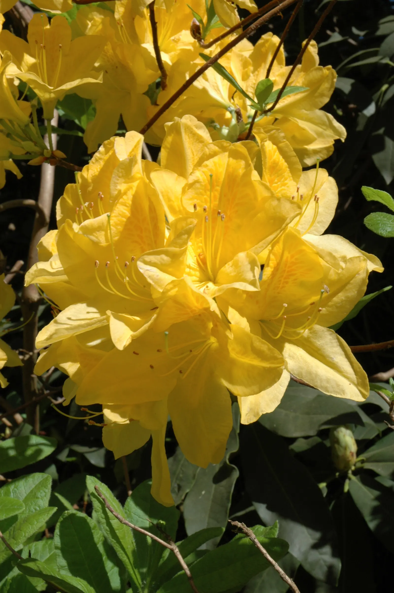 Pontic Azalea (Rhododendron Luteum) — as long as the roots are kept cool and moist