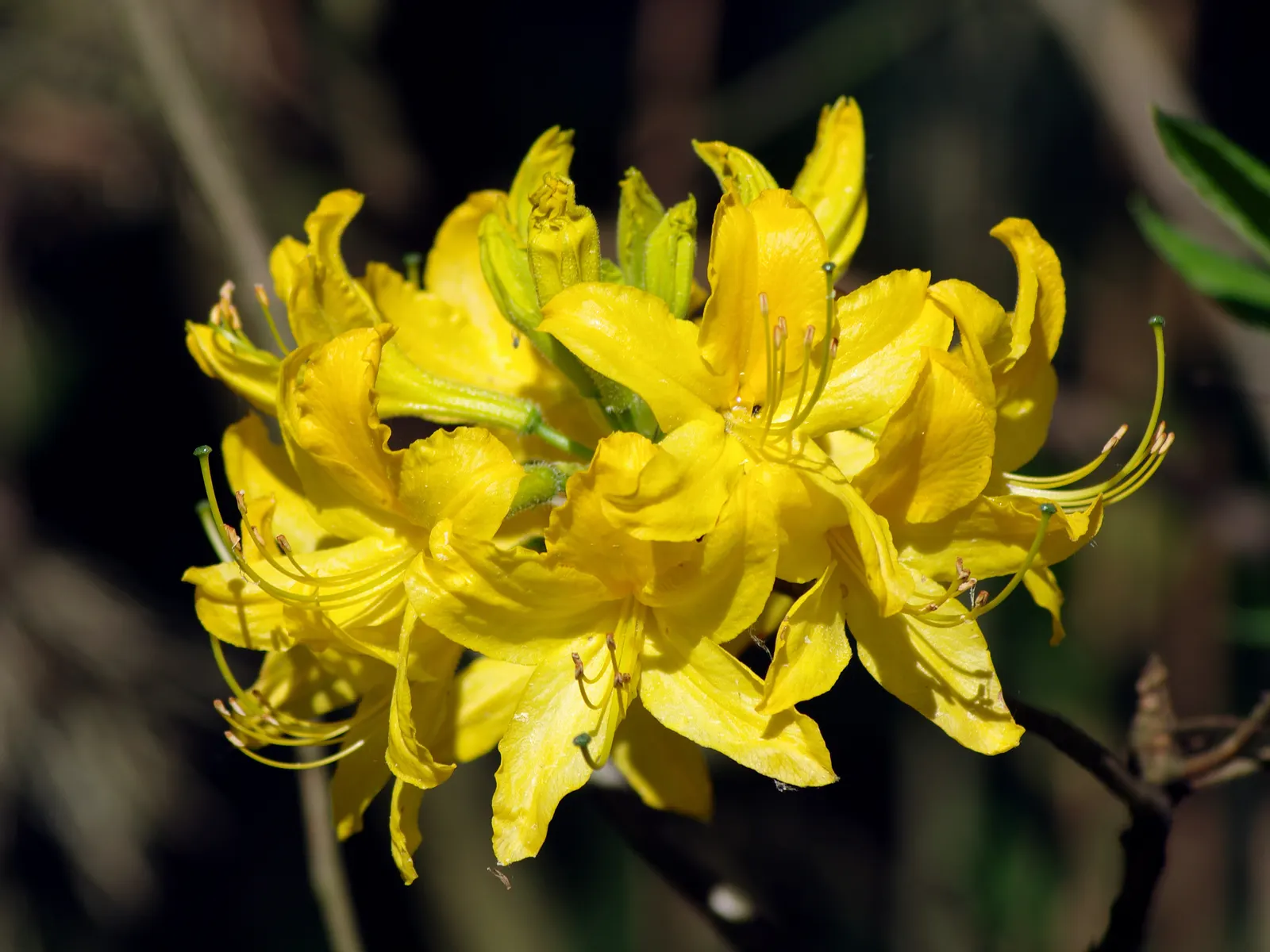 Pontic Azalea (Rhododendron Luteum) — It thrives in partial shade but can tolerate full sun in cooler climates; originating from the Black Sea region, it adds