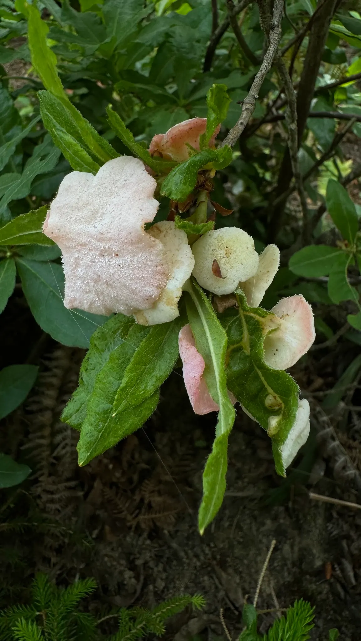 Pontic Azalea (Rhododendron Luteum) — These trumpet-shaped blossoms not only provide a visual feast but also emit a rich