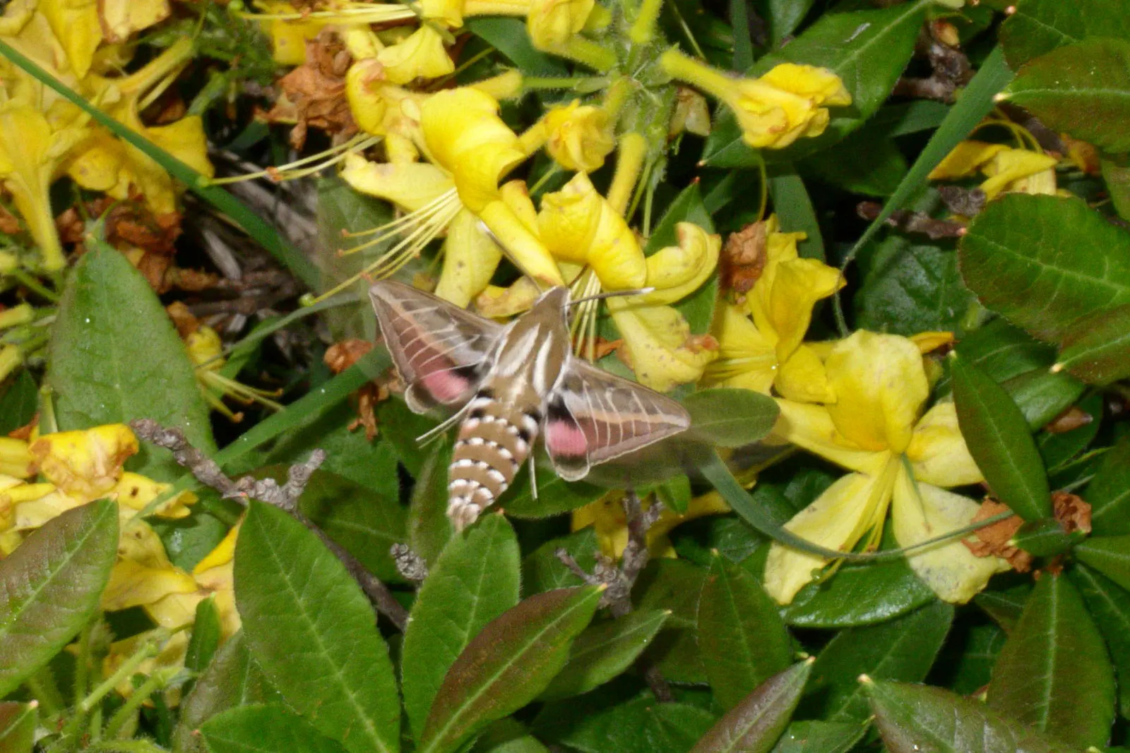 Pontic Azalea (Rhododendron Luteum) — These trumpet-shaped blossoms not only provide a visual feast but also emit a rich; flourishing addition to the garden