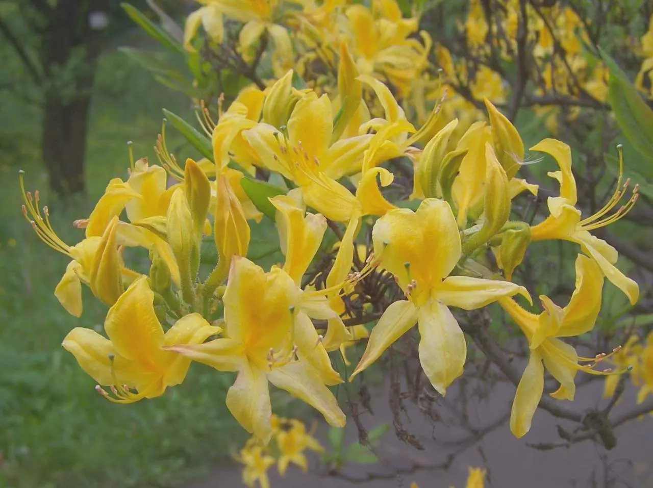 Pontic Azalea (Rhododendron Luteum) — acidic soil with a pH between 4.5 and 6.0; it reaches 6-13 feet in height and spreads 6-8 feet