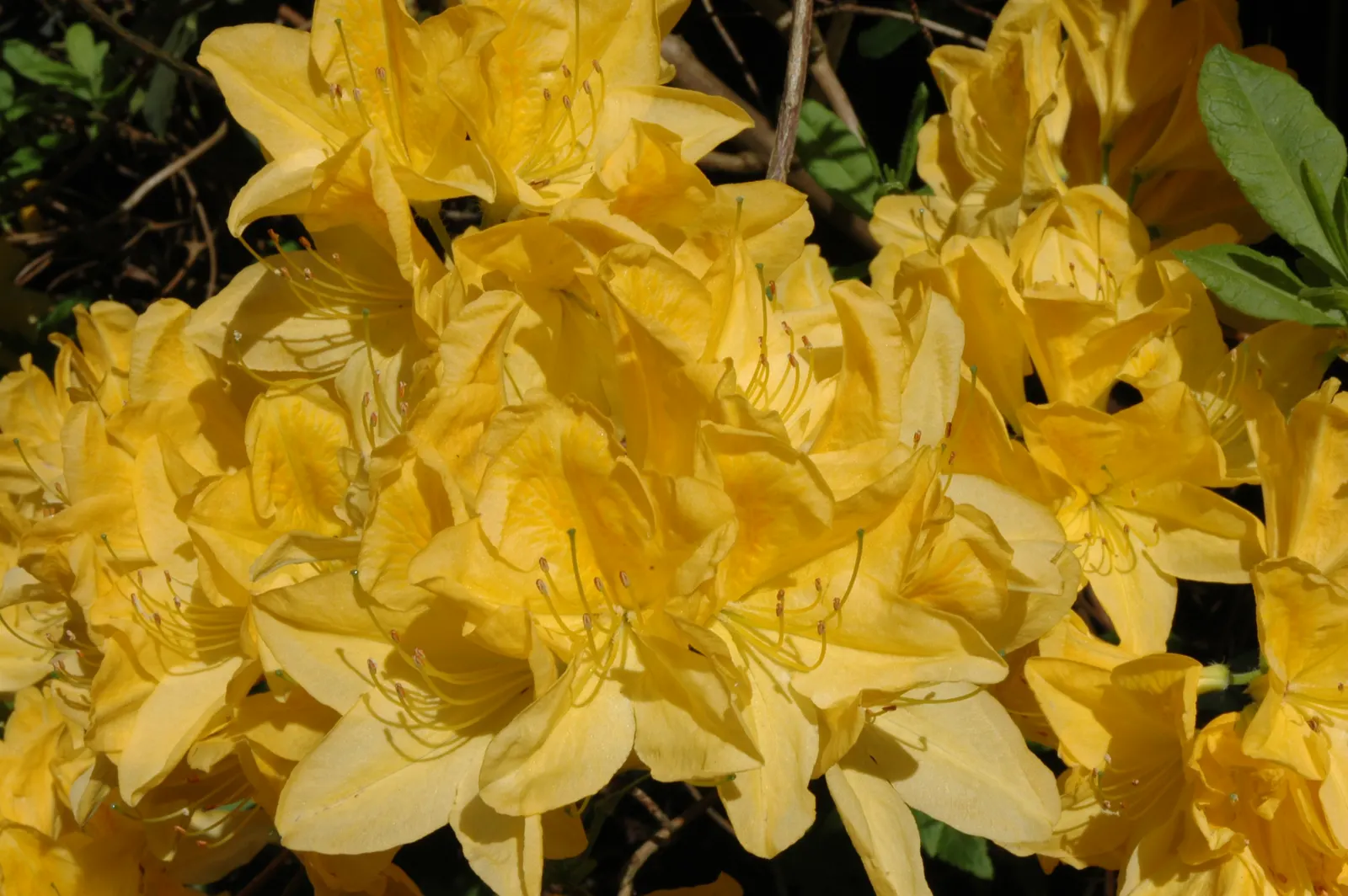 Pontic Azalea (Rhododendron Luteum) — shrub with yellow blooms