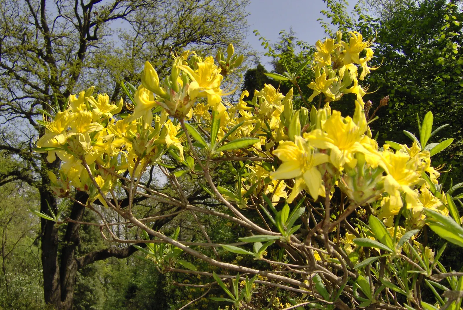 Pontic Azalea (Rhododendron Luteum) — Thrives in acidic, well-drained soil and partial shade
