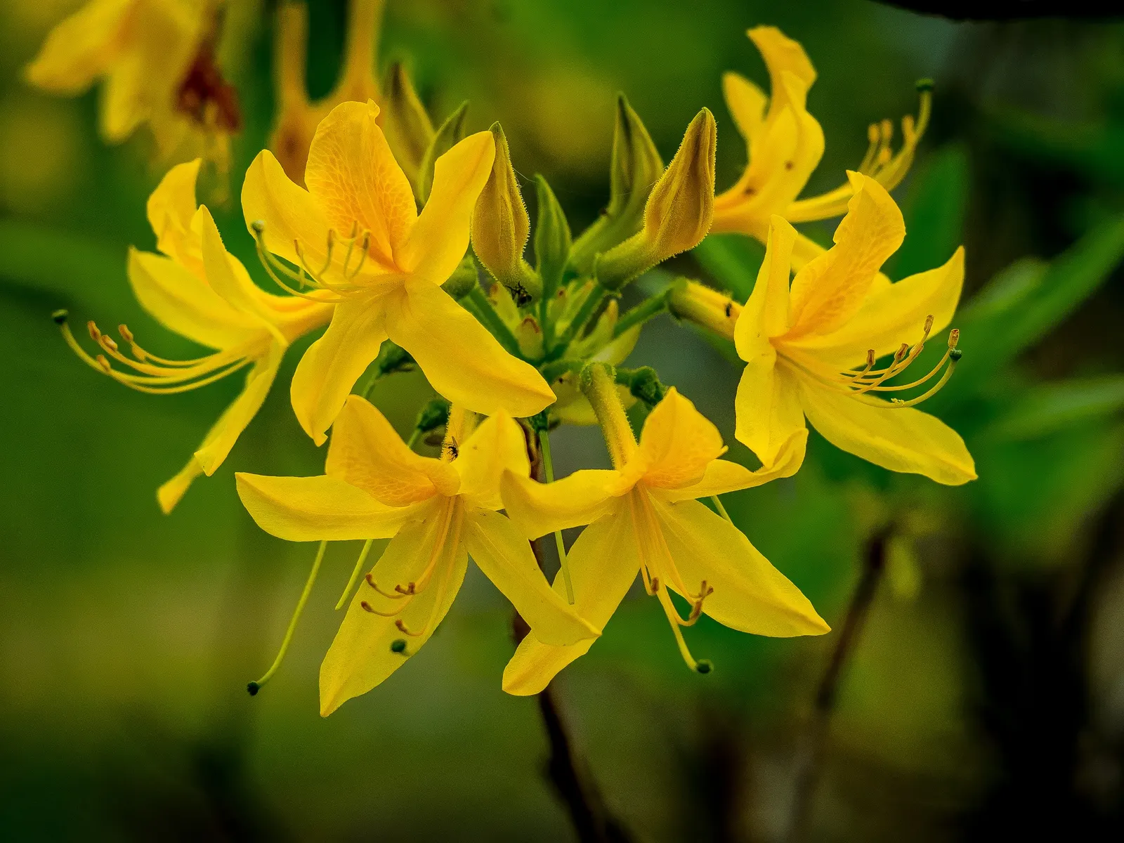 Pontic Azalea (Rhododendron Luteum) — yellow flowers in the garden; originating from the Black Sea region, it adds a unique and aromatic charm to any landscape