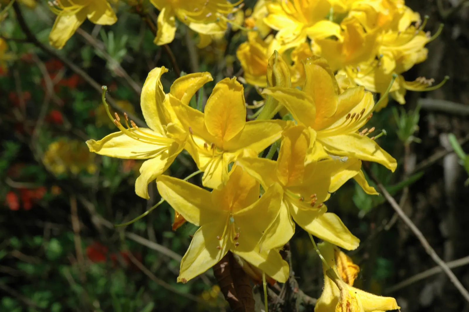 Pontic Azalea (Rhododendron Luteum) — acidic soil with a pH between 4.5 and 6.0
