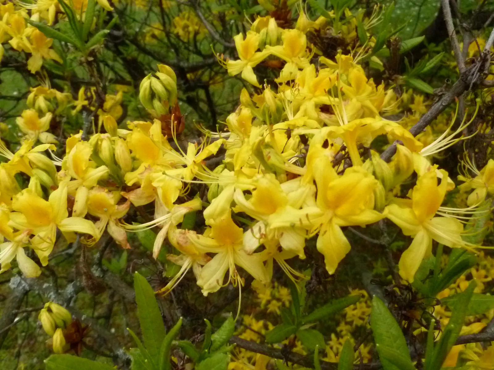 Pontic Azalea (Rhododendron Luteum) — Thrives in acidic, well-drained soil and partial shade; it reaches 6-13 feet in height and spreads 6-8 feet, image 61