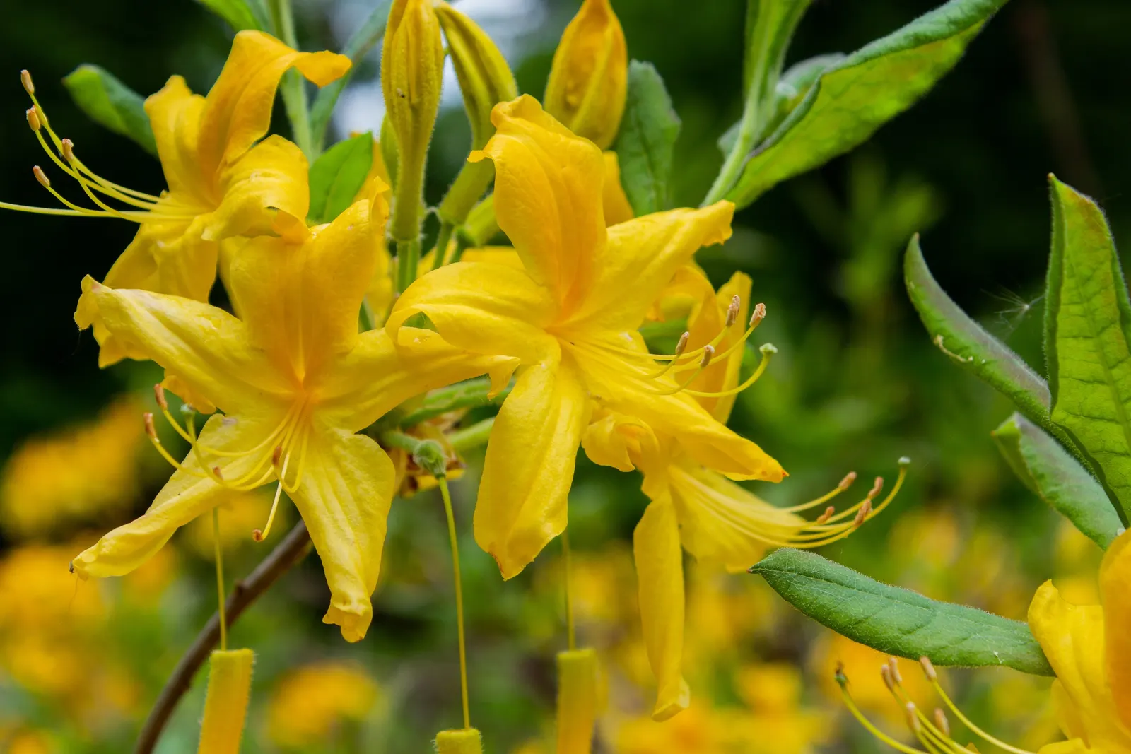 Pontic Azalea (Rhododendron Luteum) — yellow flowers in the garden