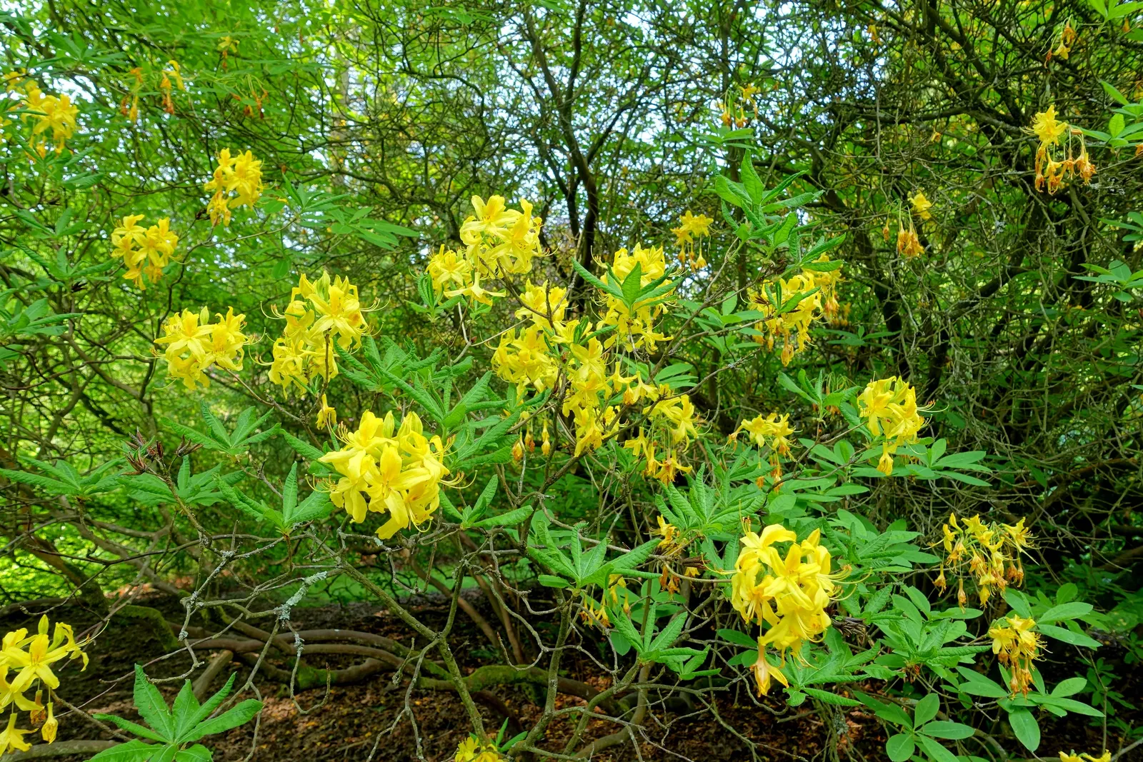 Pontic Azalea (Rhododendron Luteum) — shrub for half or shade; flourishing addition to the garden