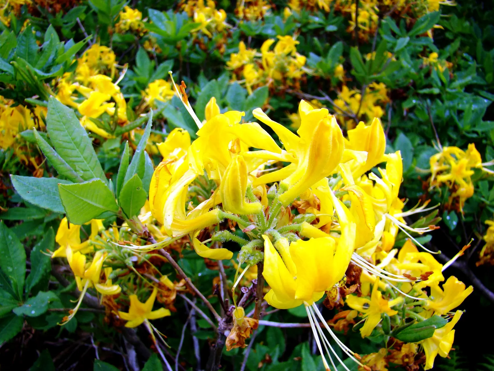 Pontic Azalea (Rhododendron Luteum) — is a deciduous shrub renowned for both its vibrant blooms and captivating fragrance; originating from the Black Sea