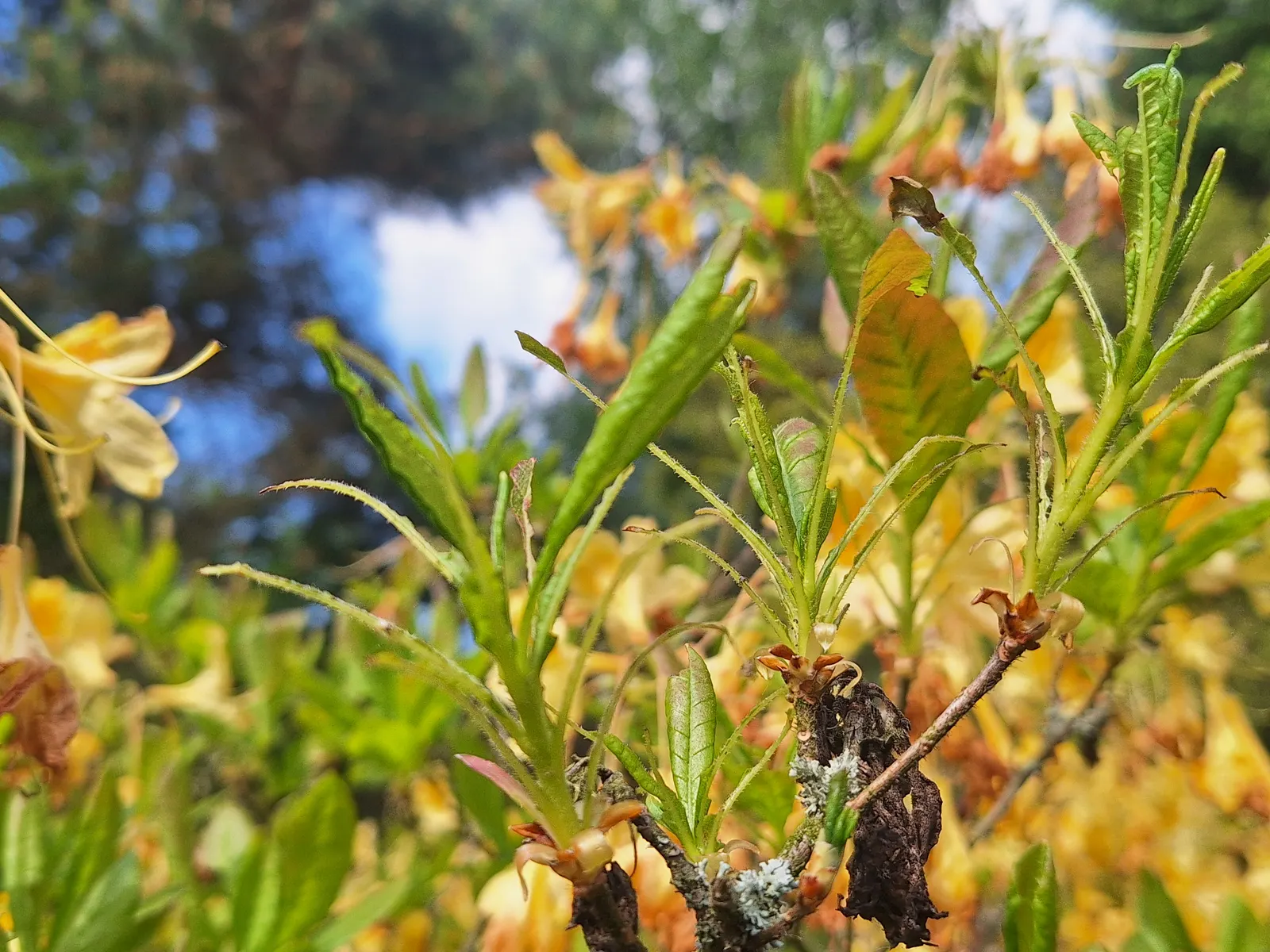 Pontic Azalea (Rhododendron Luteum) — Pontic Azalea (Rhododendron luteum) is a deciduous shrub; it reaches 6-13 feet in height and spreads 6-8 feet